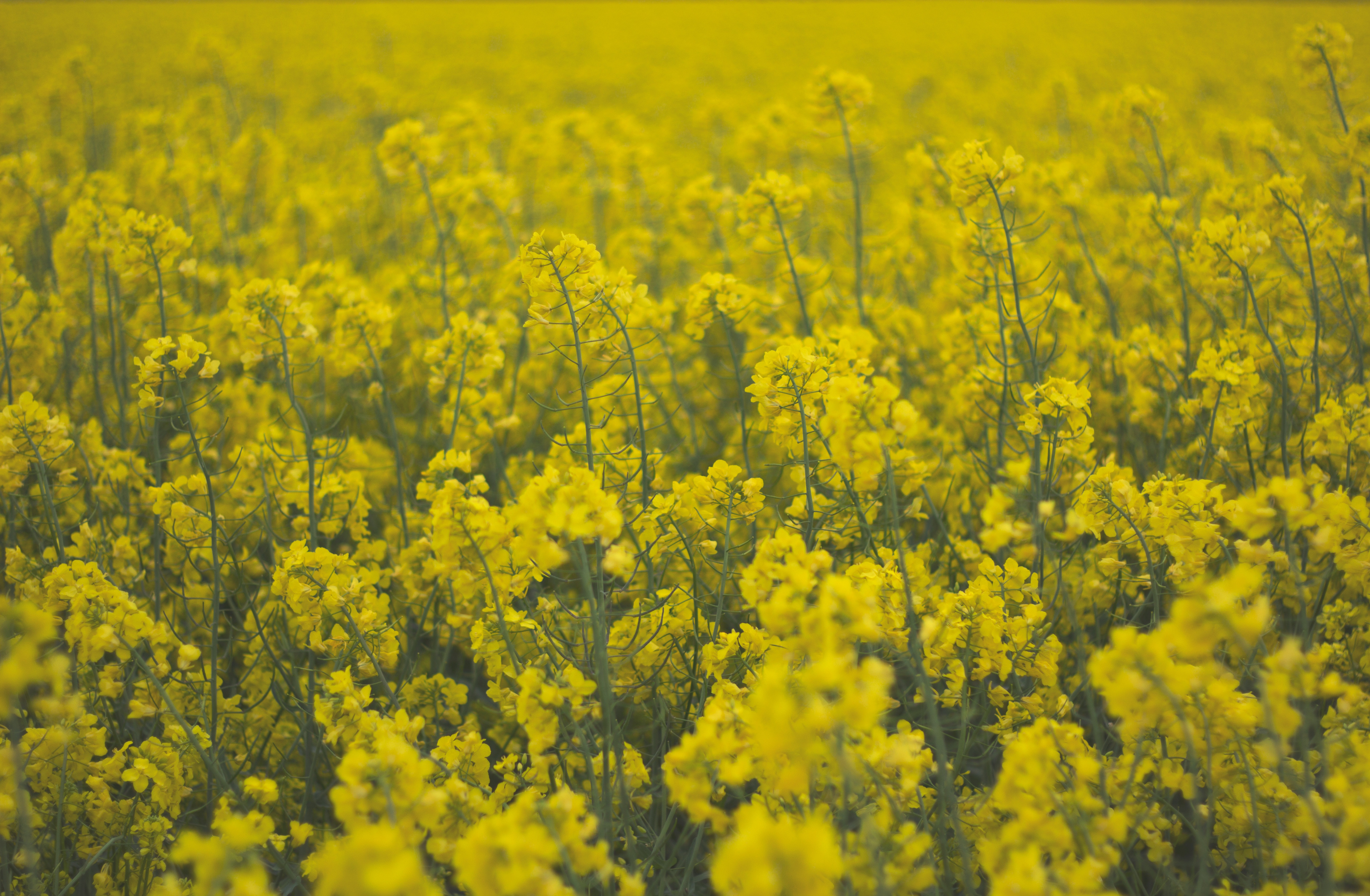 Скачать картинку Желтый, Цветы, Поле, Растения в телефон бесплатно.