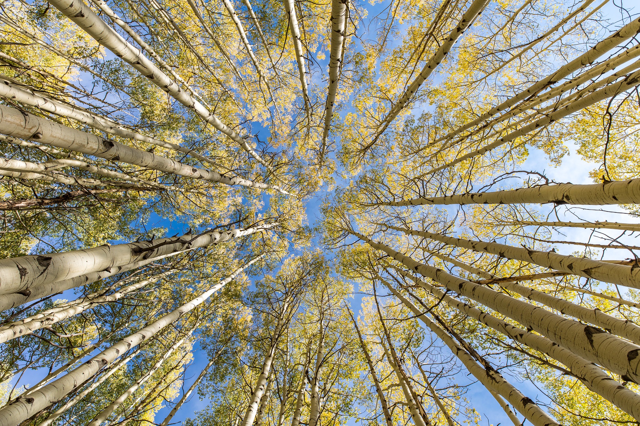 Baixe gratuitamente a imagem Outono, Floresta, Bétula, Terra/natureza, Porta Malas na área de trabalho do seu PC