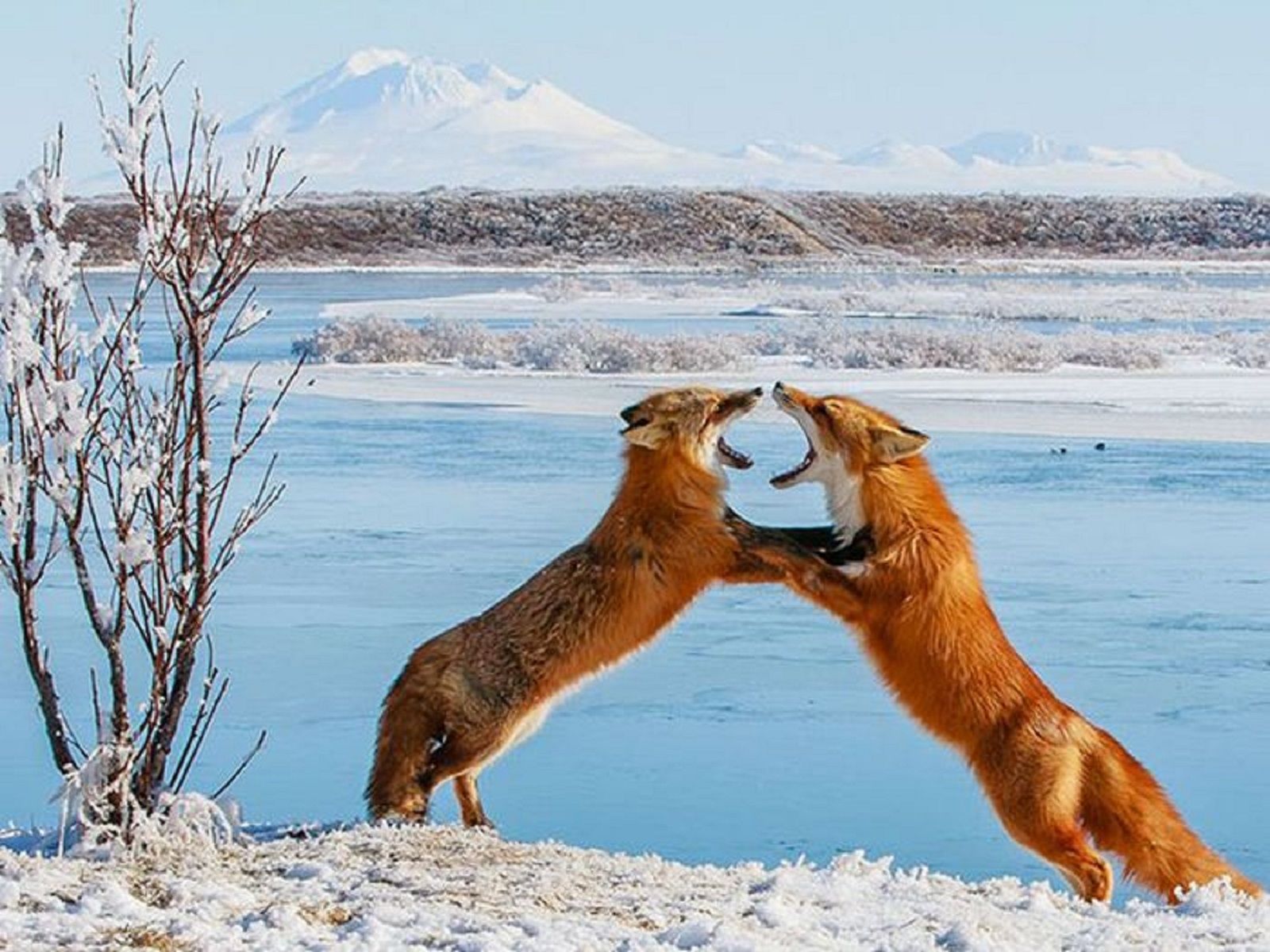 Handy-Wallpaper Tiere, Fuchs kostenlos herunterladen.