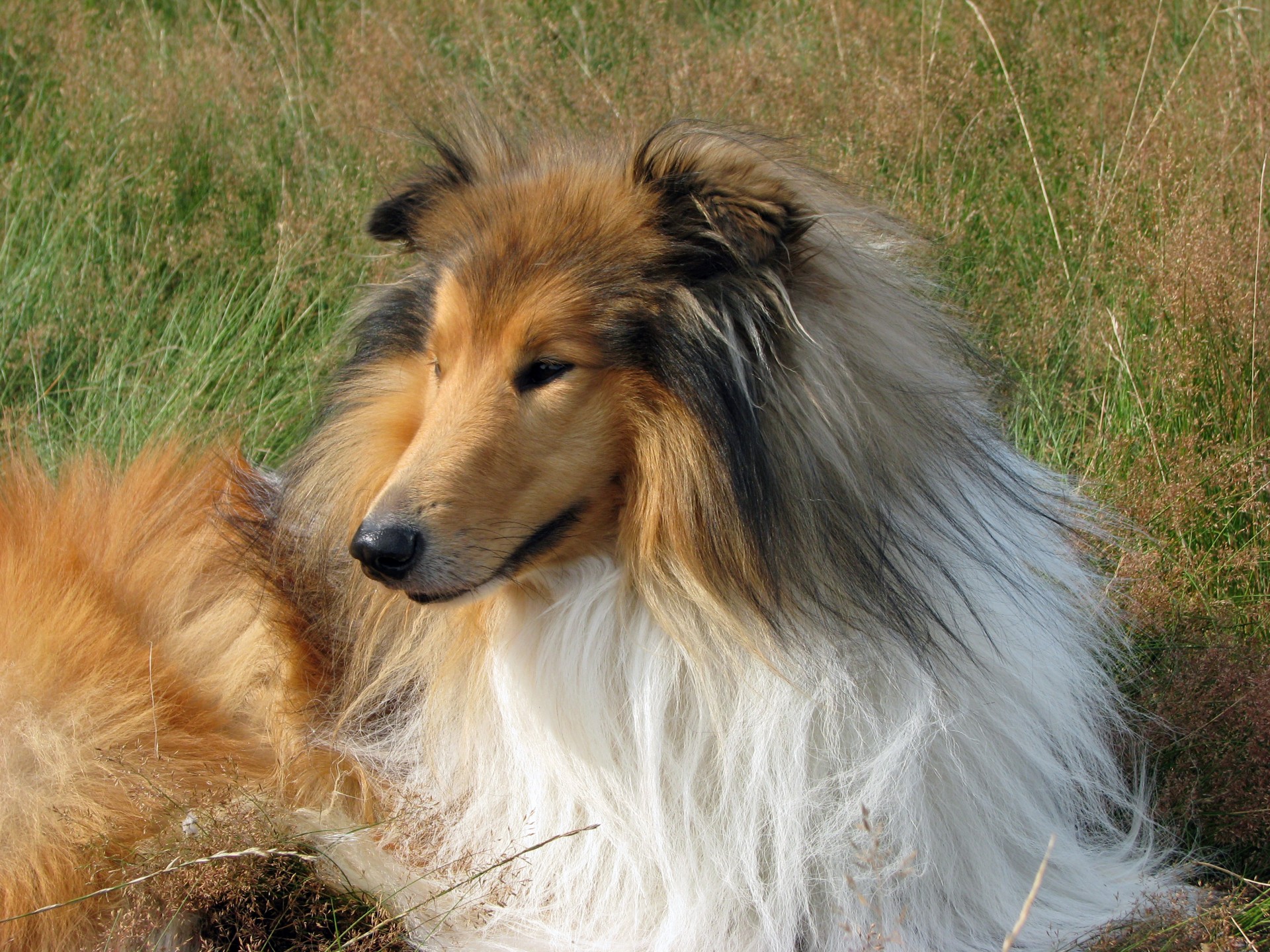 Free download wallpaper Dogs, Dog, Animal, Rough Collie on your PC desktop
