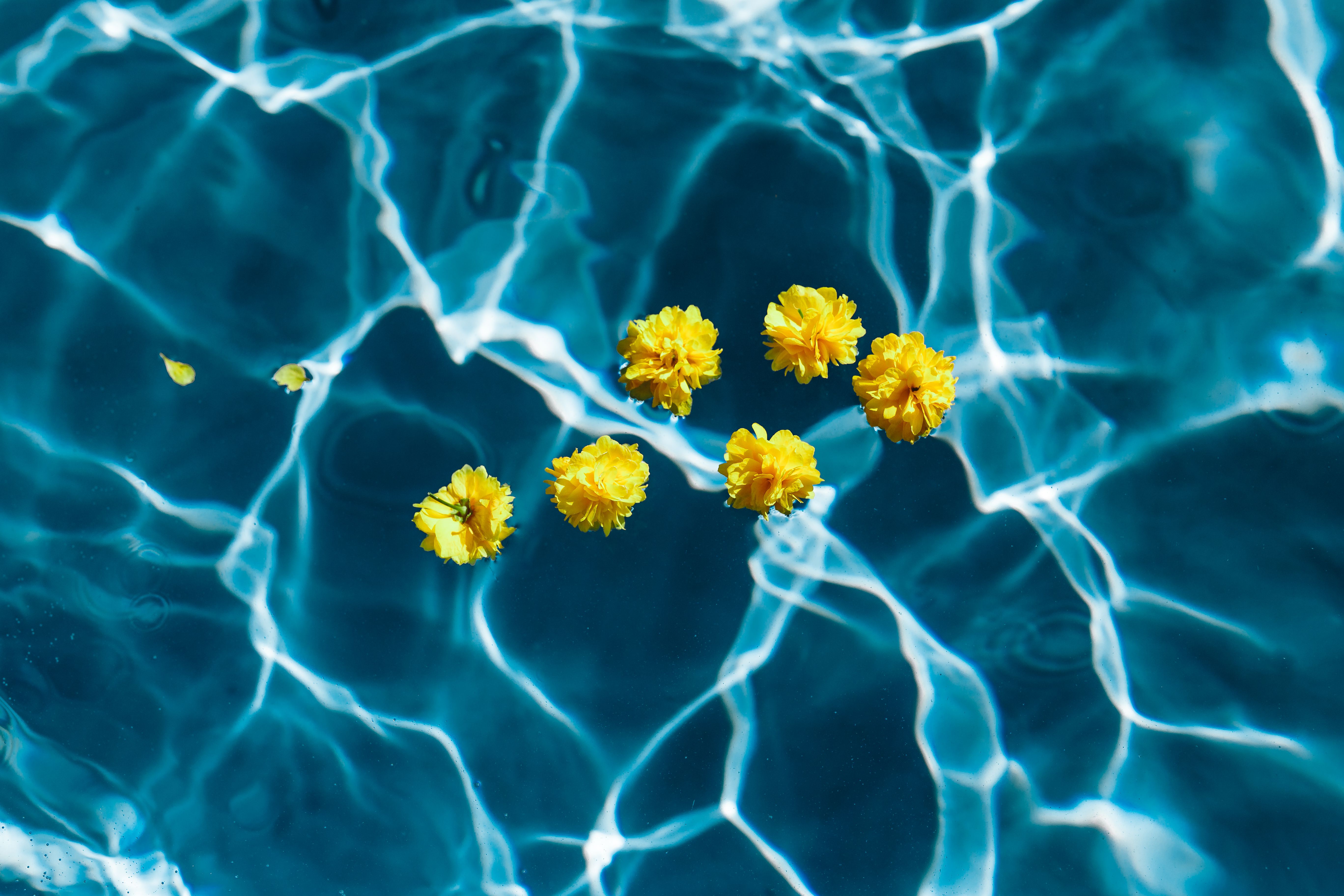 Free download wallpaper Flowers, Water, Transparent, Pool on your PC desktop