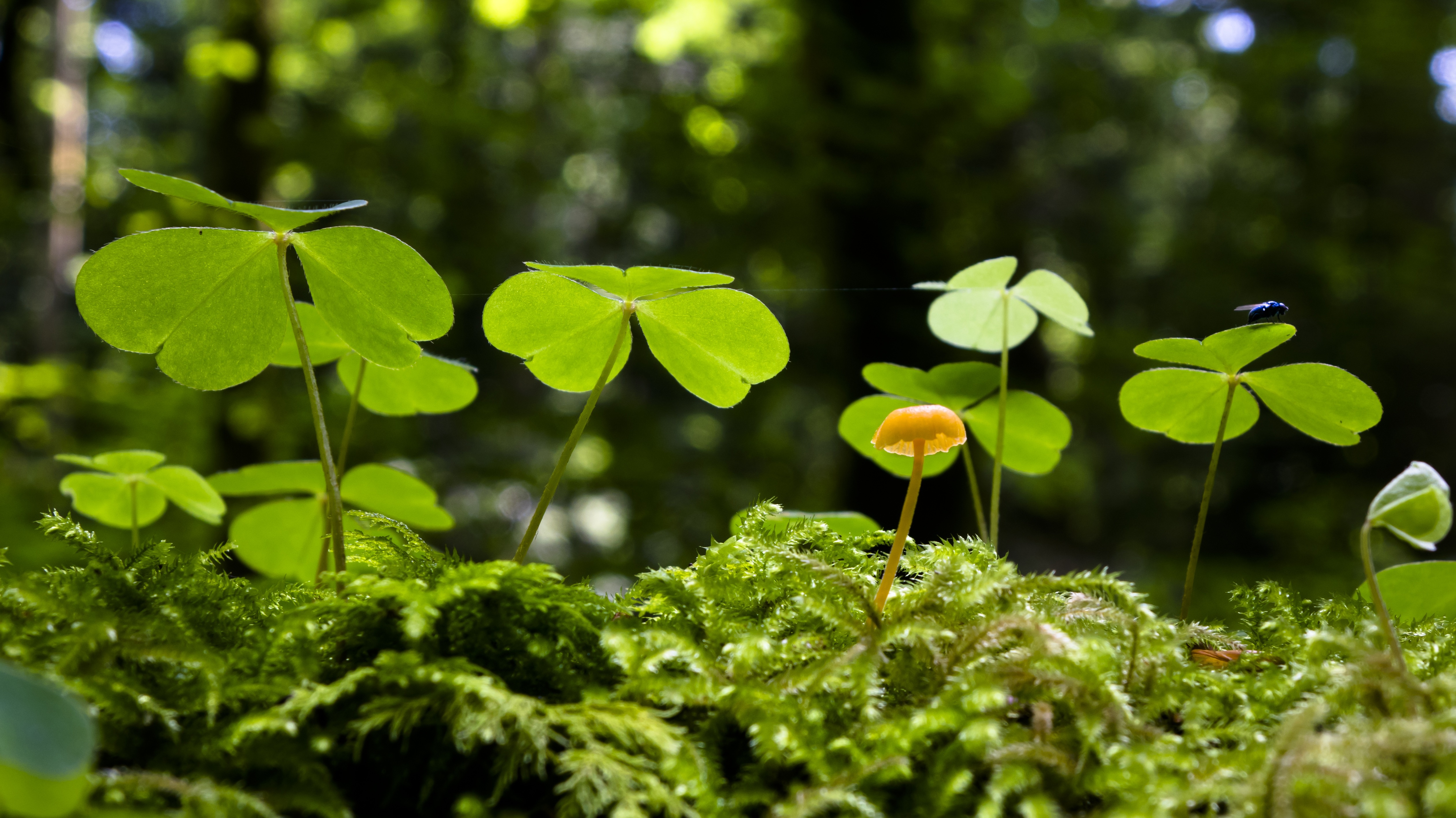 Free download wallpaper Nature, Macro, Earth, Moss, Clover, Greenery on your PC desktop