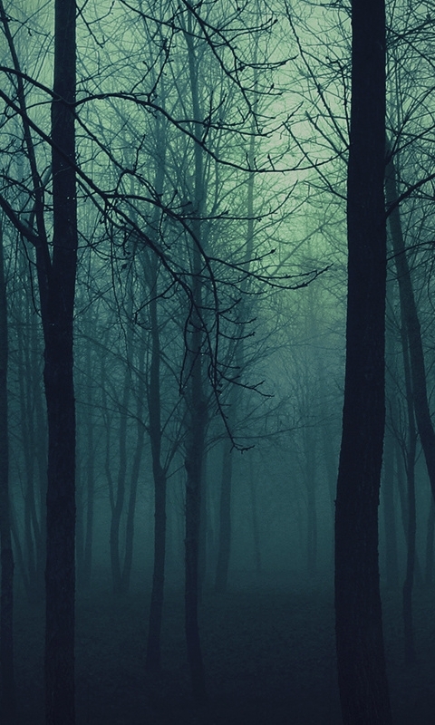 Download mobile wallpaper Dark, Forest for free.