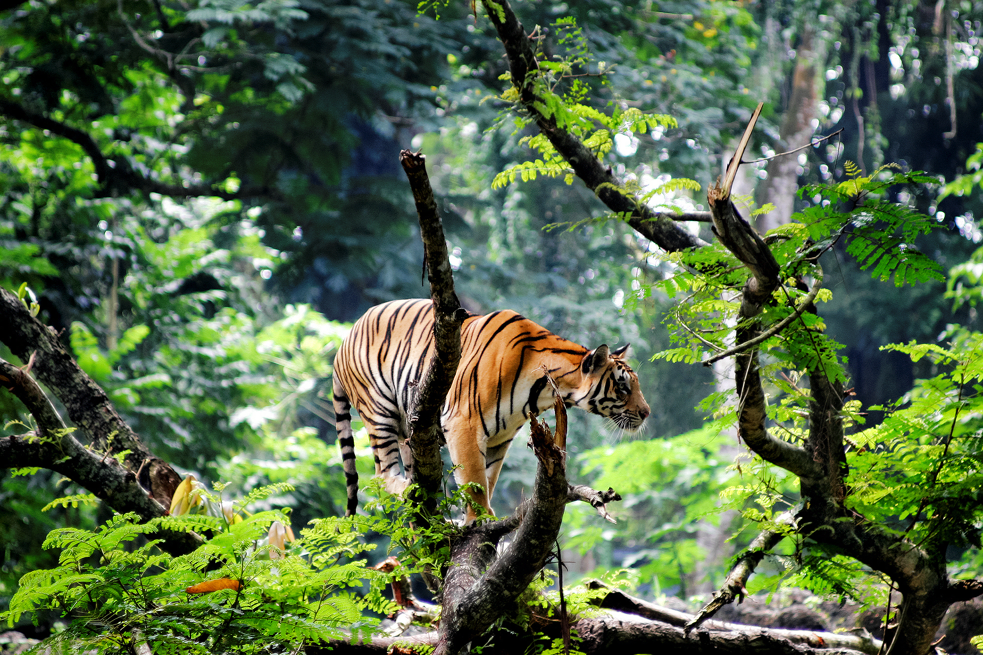 Скачати мобільні шпалери Джунглі, Коти, Ліс, Дерево, Тварина, Тигр безкоштовно.