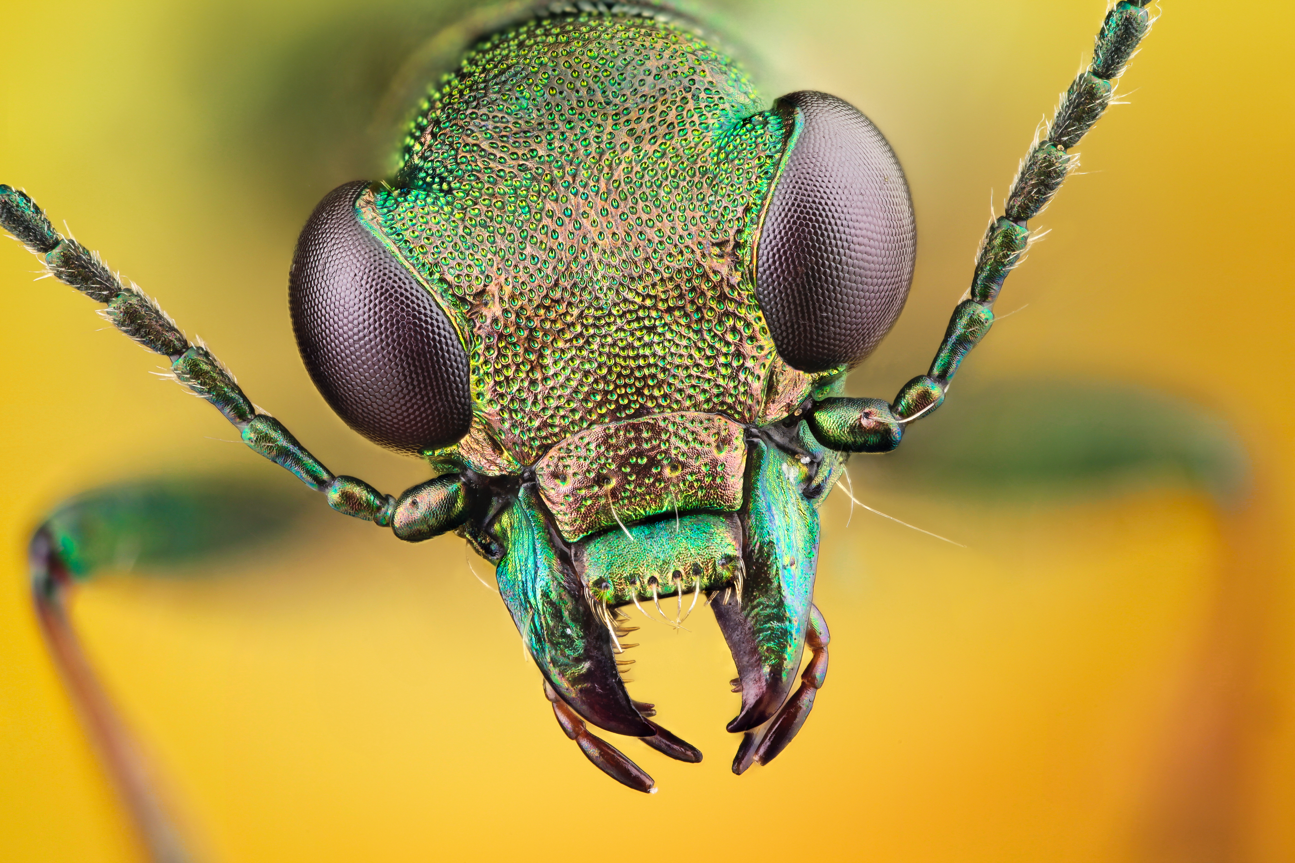 1521555 descargar imagen insecto, animales, macrofotografía: fondos de pantalla y protectores de pantalla gratis