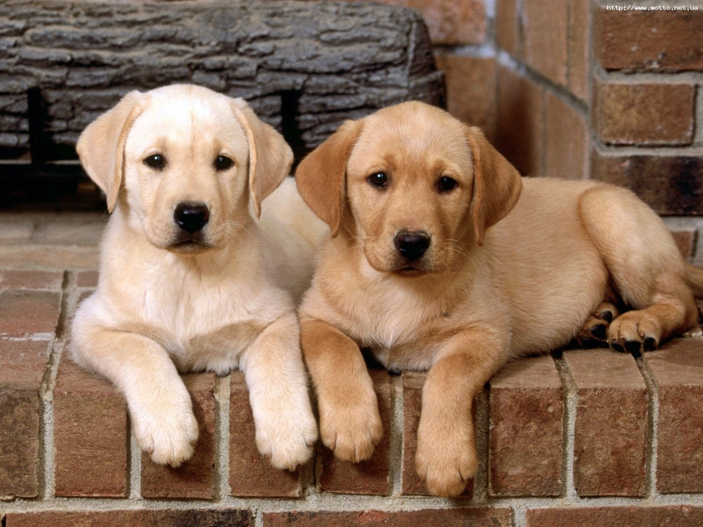 Free download wallpaper Animals, Dogs on your PC desktop