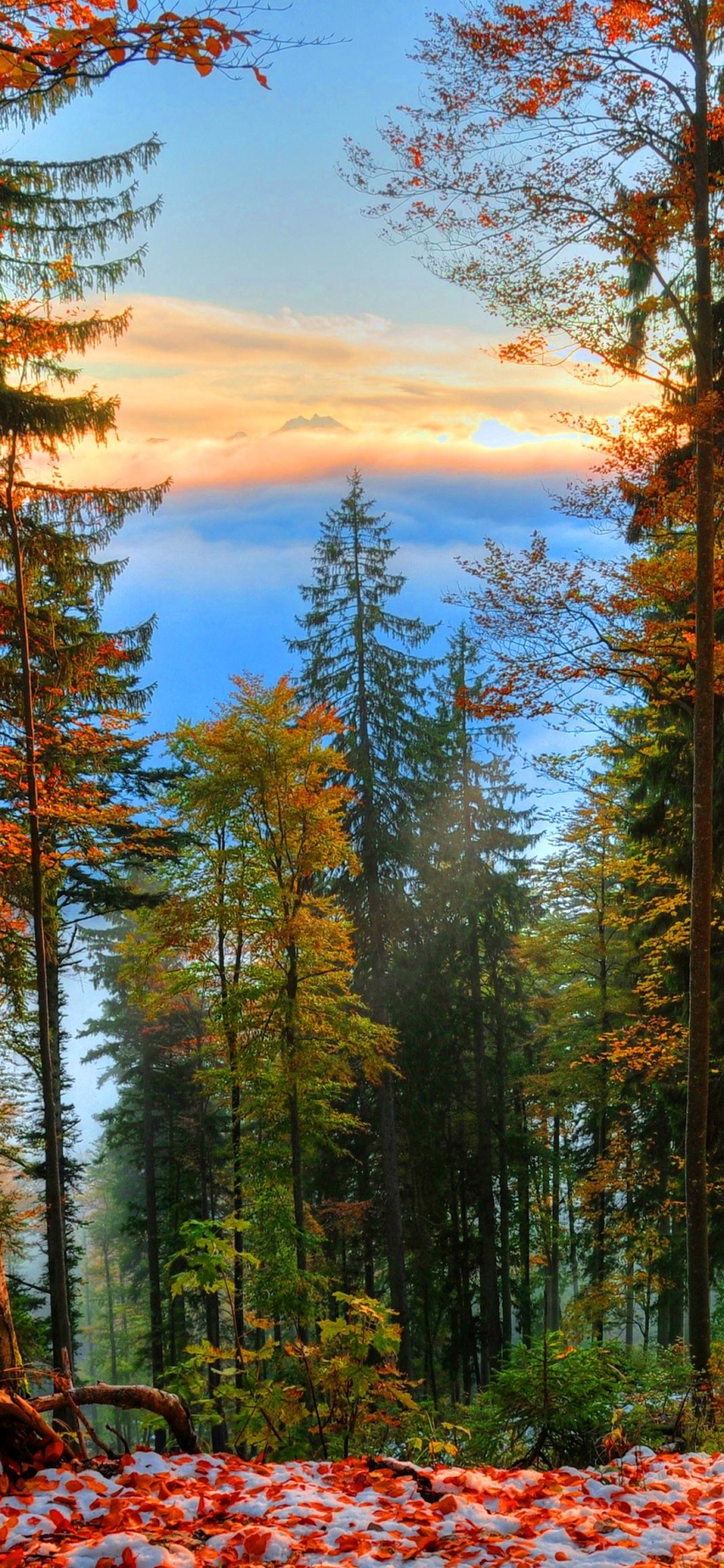 Download mobile wallpaper Forest, Earth for free.