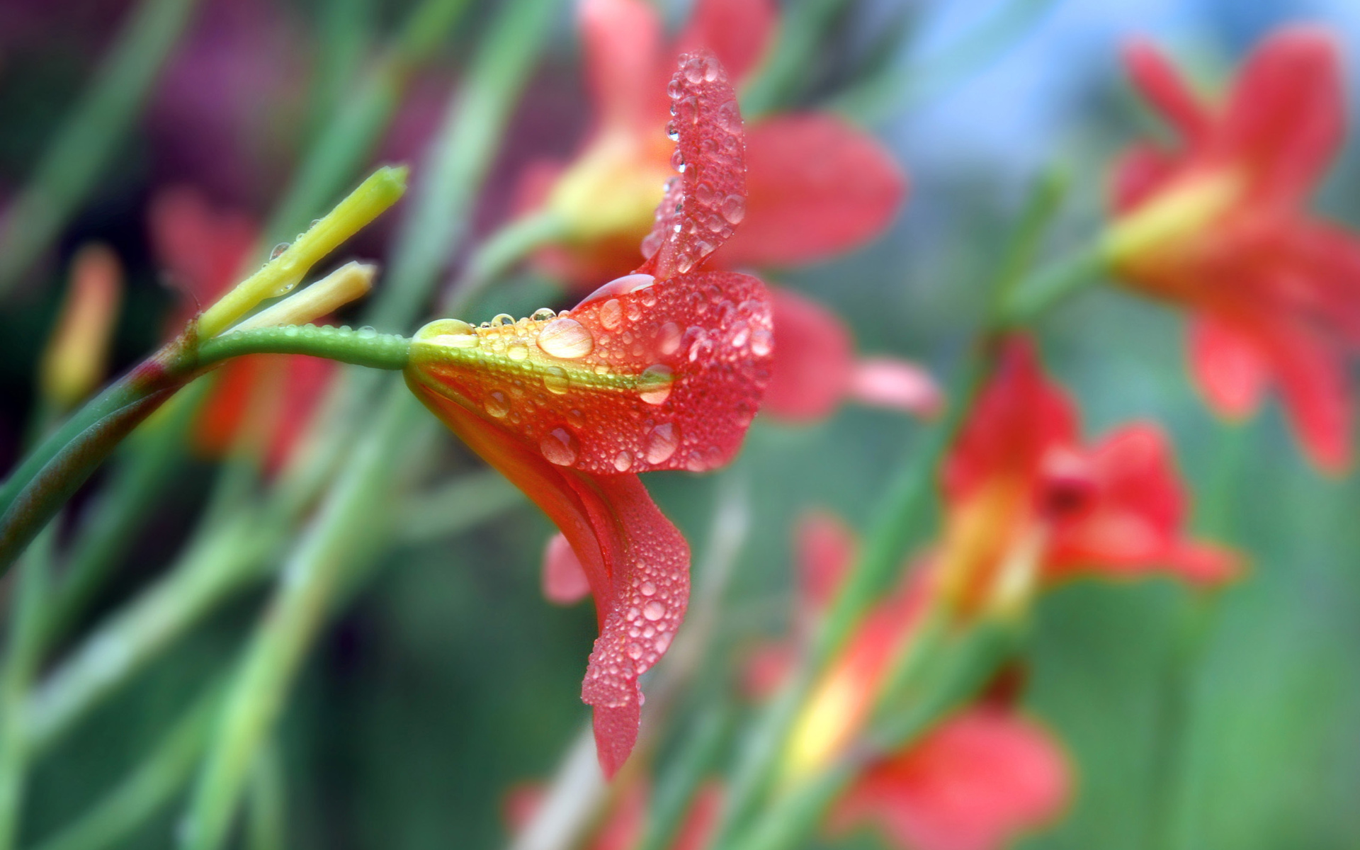 Descarga gratis la imagen Flores, Flor, Tierra/naturaleza en el escritorio de tu PC