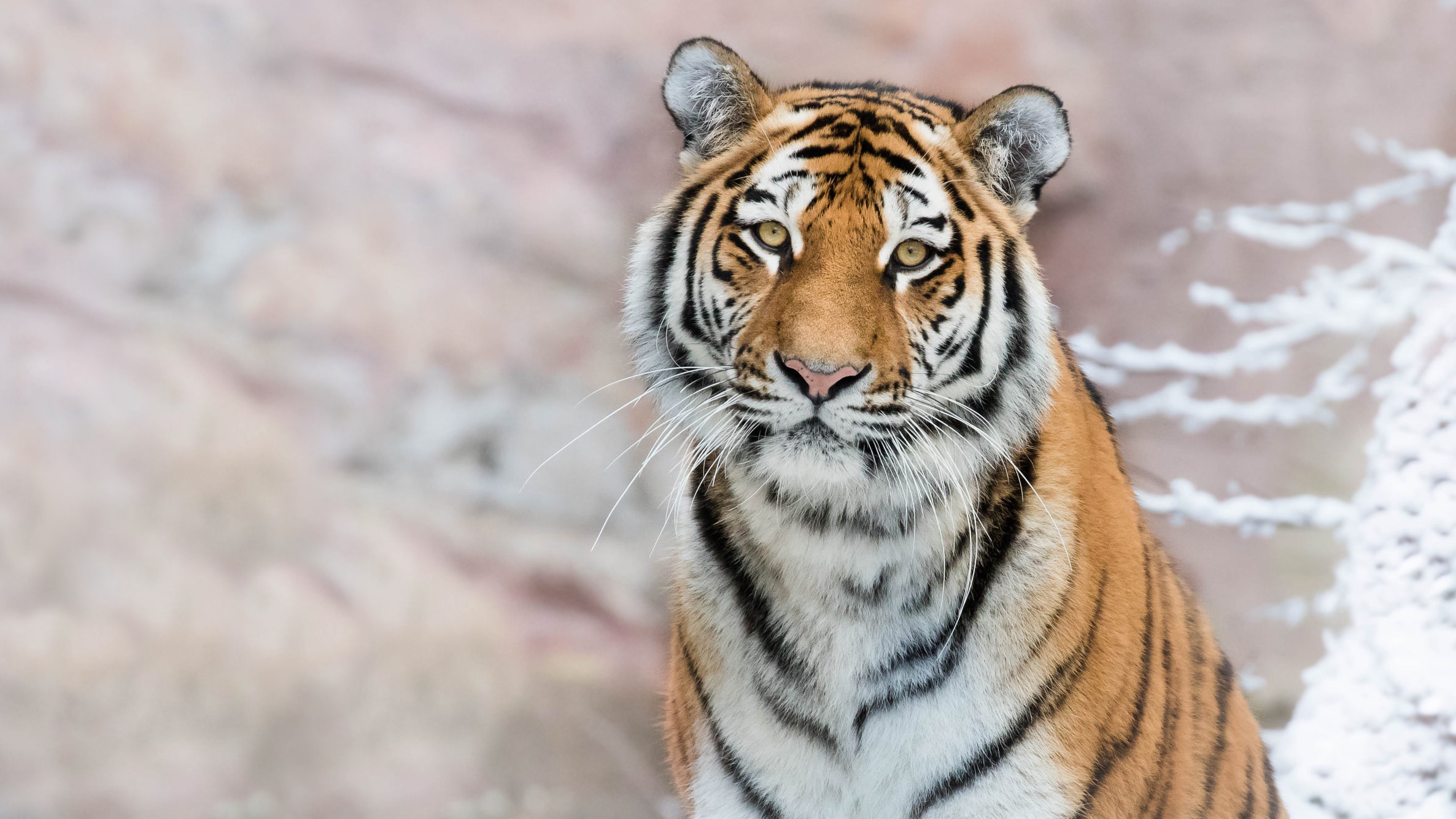 Laden Sie das Katzen, Tiere, Tiger-Bild kostenlos auf Ihren PC-Desktop herunter
