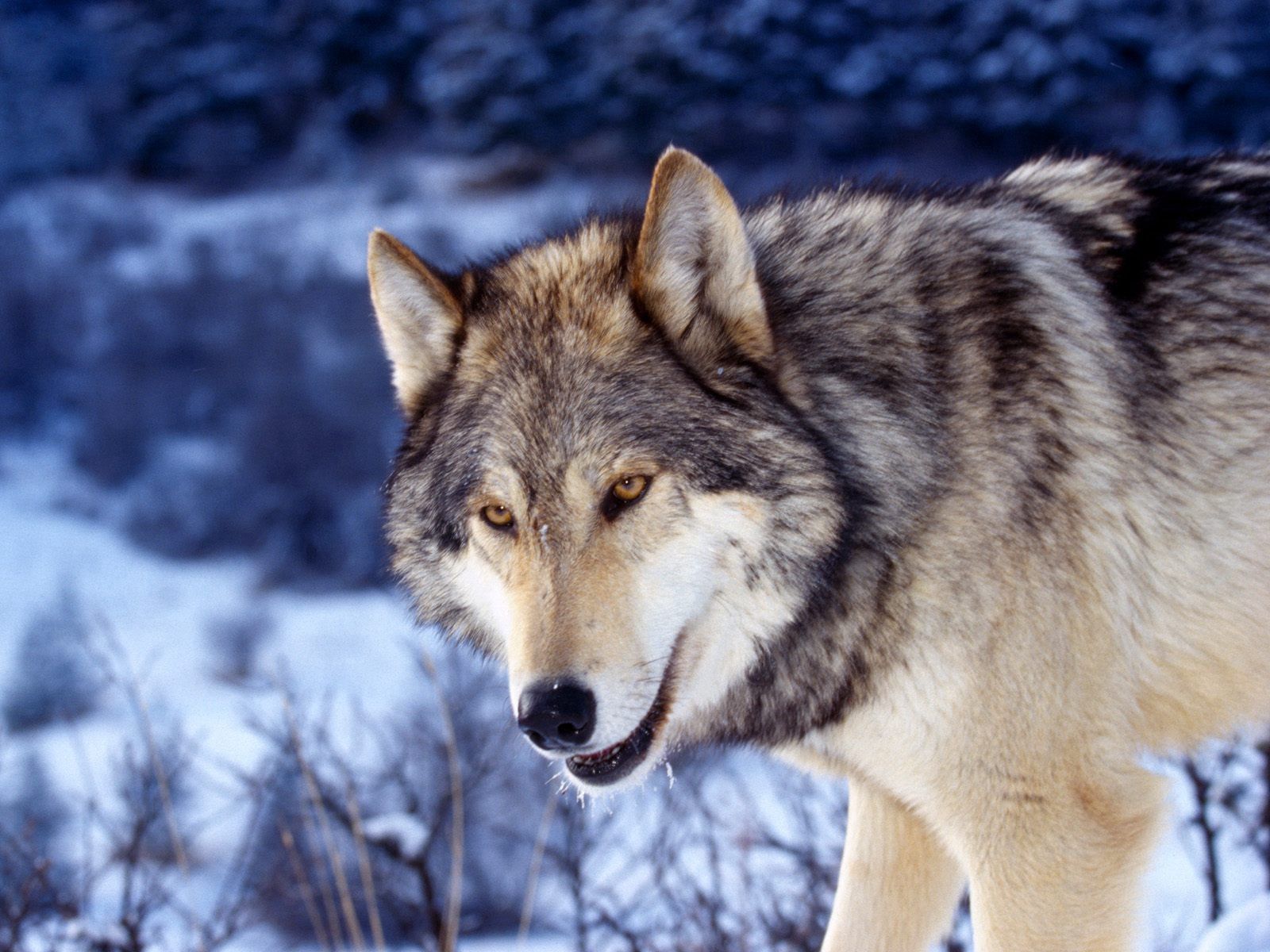 Download mobile wallpaper Sight, Opinion, Animals, Muzzle, Predator, Wolf for free.