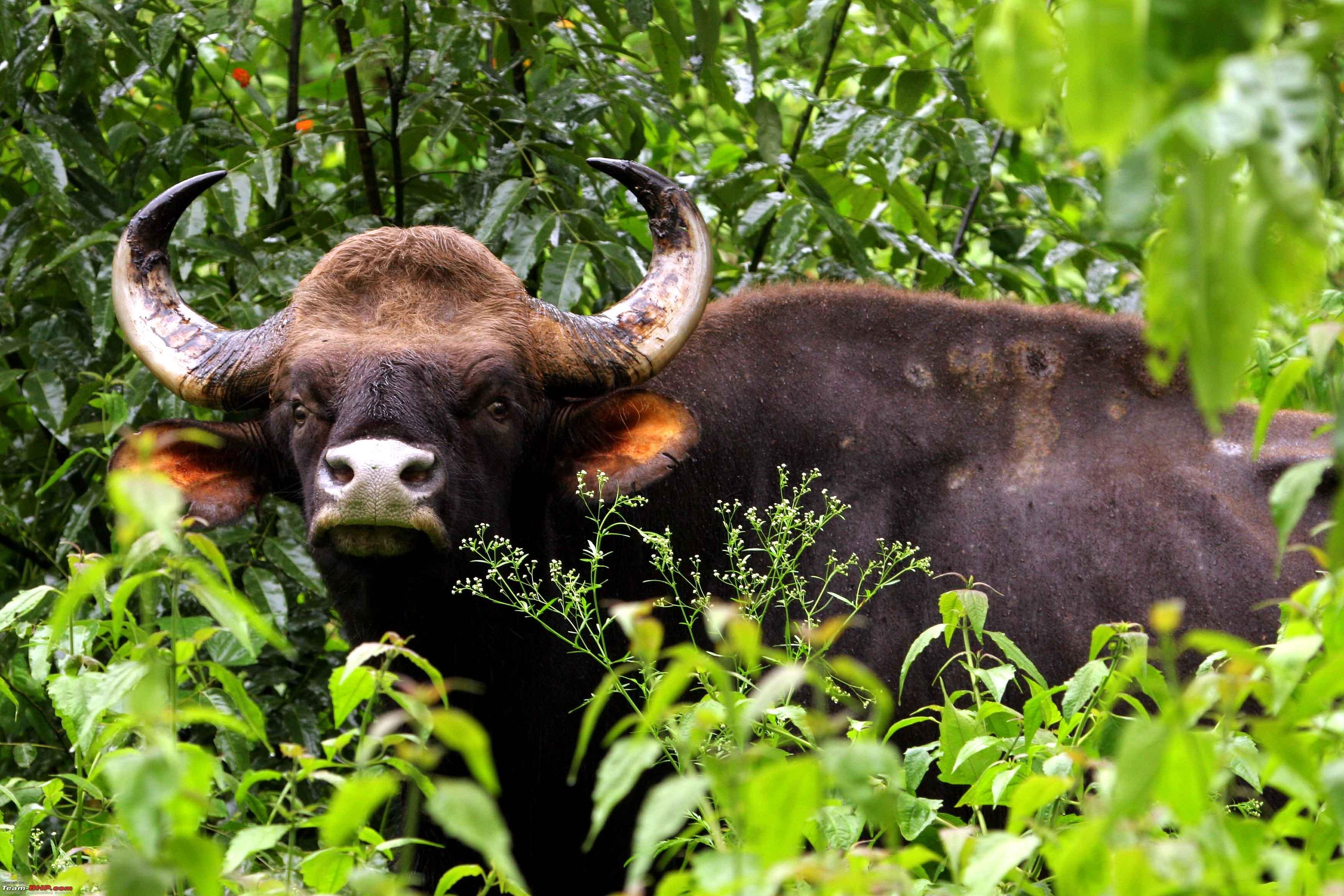 animals, grass, muzzle, brown, nose, horns, bull, gaur