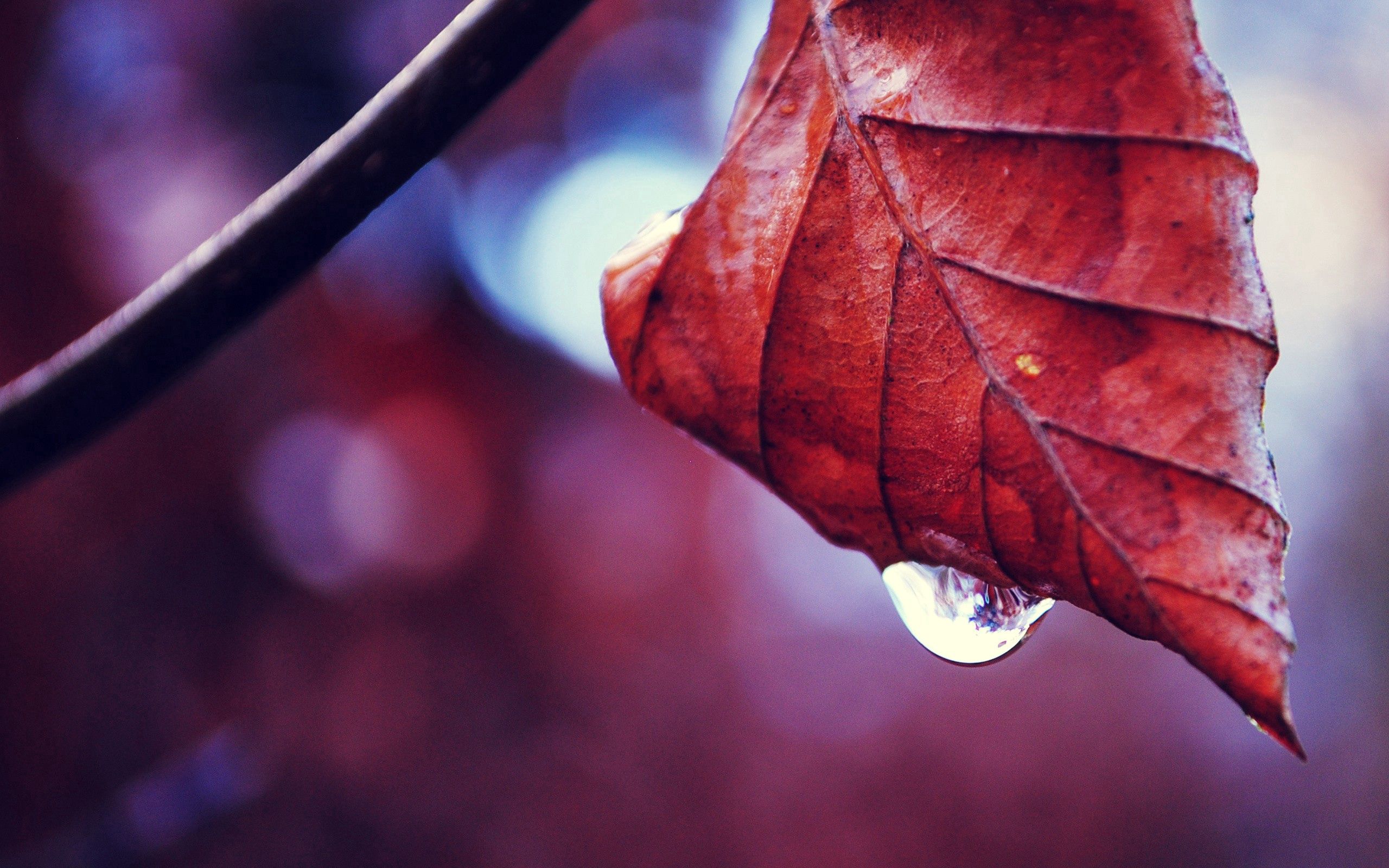 Download mobile wallpaper Branch, Dry, Sheet, Macro, Leaf, Drops, Autumn for free.