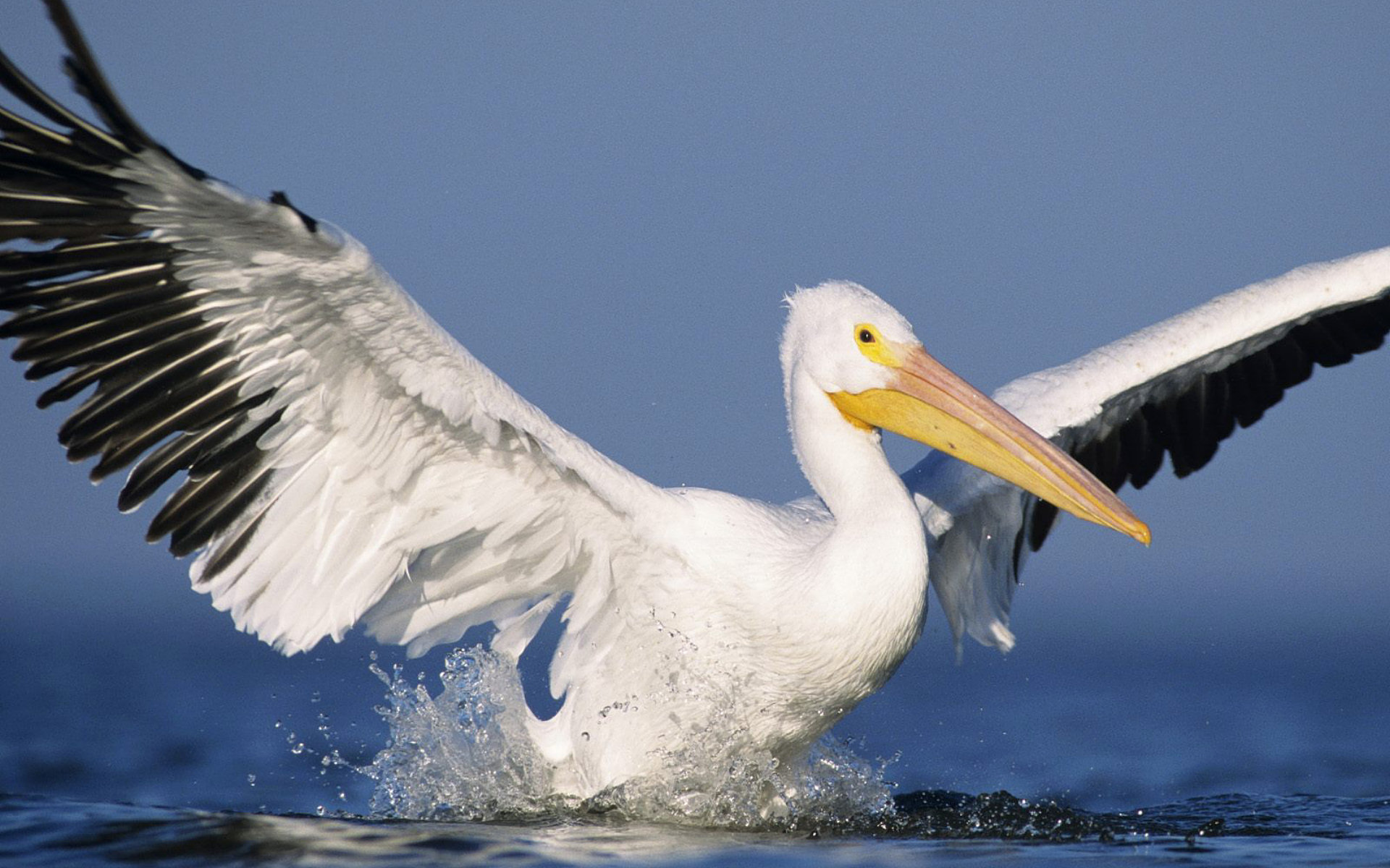 228159 Bild herunterladen tiere, pelikan, vögel - Hintergrundbilder und Bildschirmschoner kostenlos