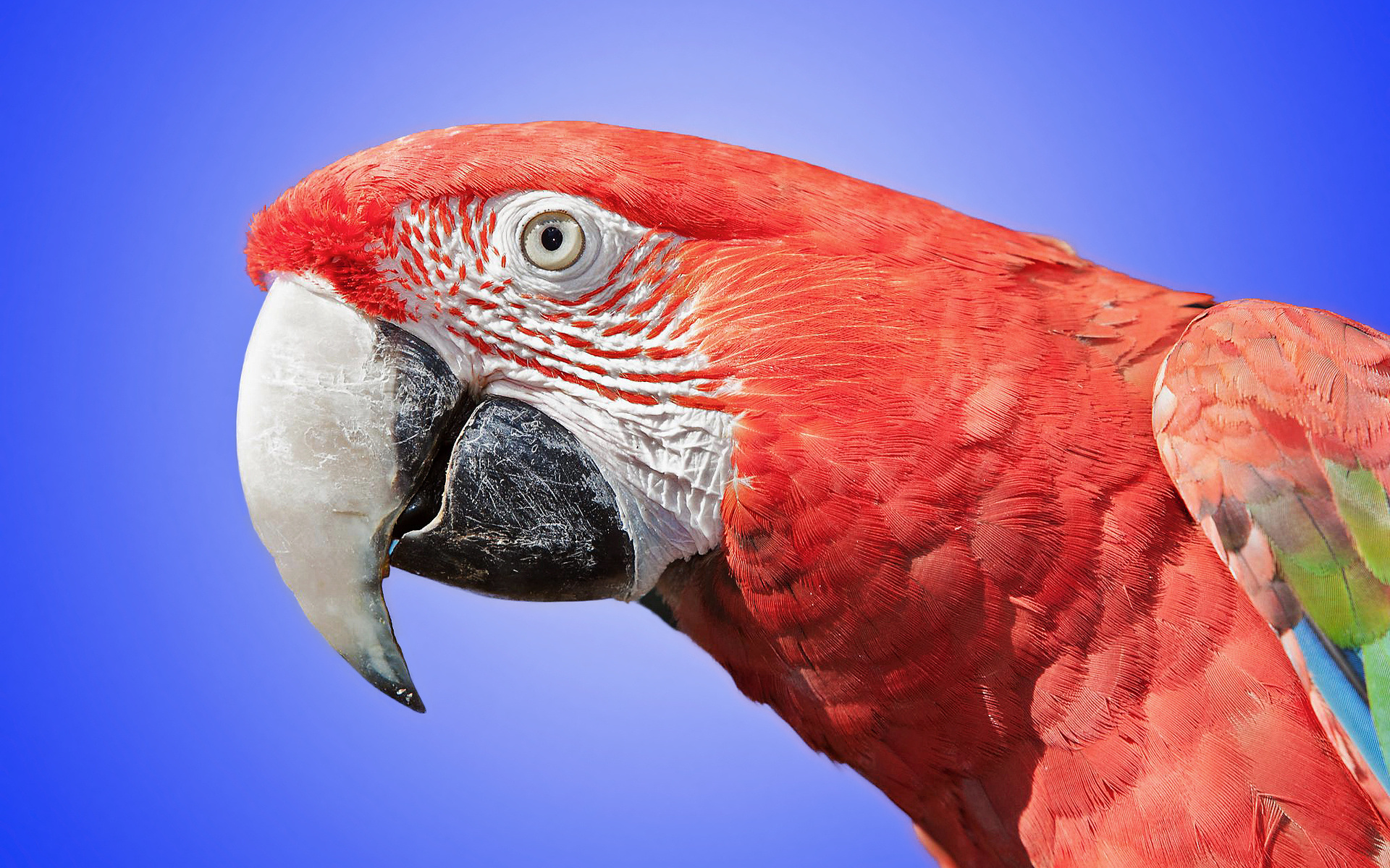 304159壁紙のダウンロード動物, 赤と緑のコンゴウインコ, 鳥-スクリーンセーバーと写真を無料で