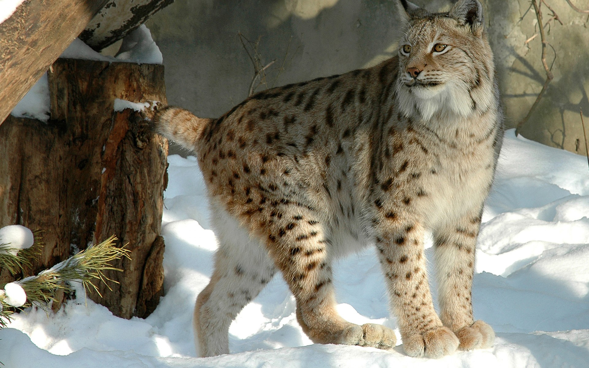 Téléchargez des papiers peints mobile Animaux, Chats, Lynx gratuitement.