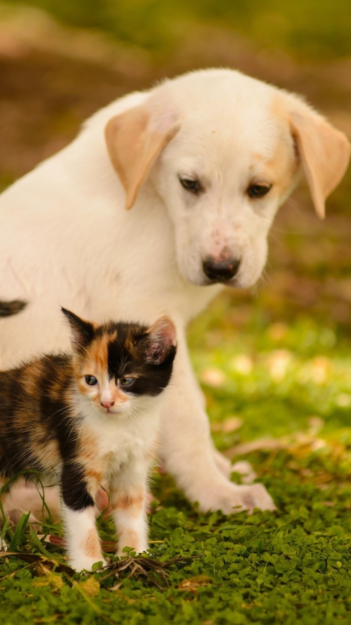 Download mobile wallpaper Cat, Kitten, Dog, Animal, Puppy, Cute for free.