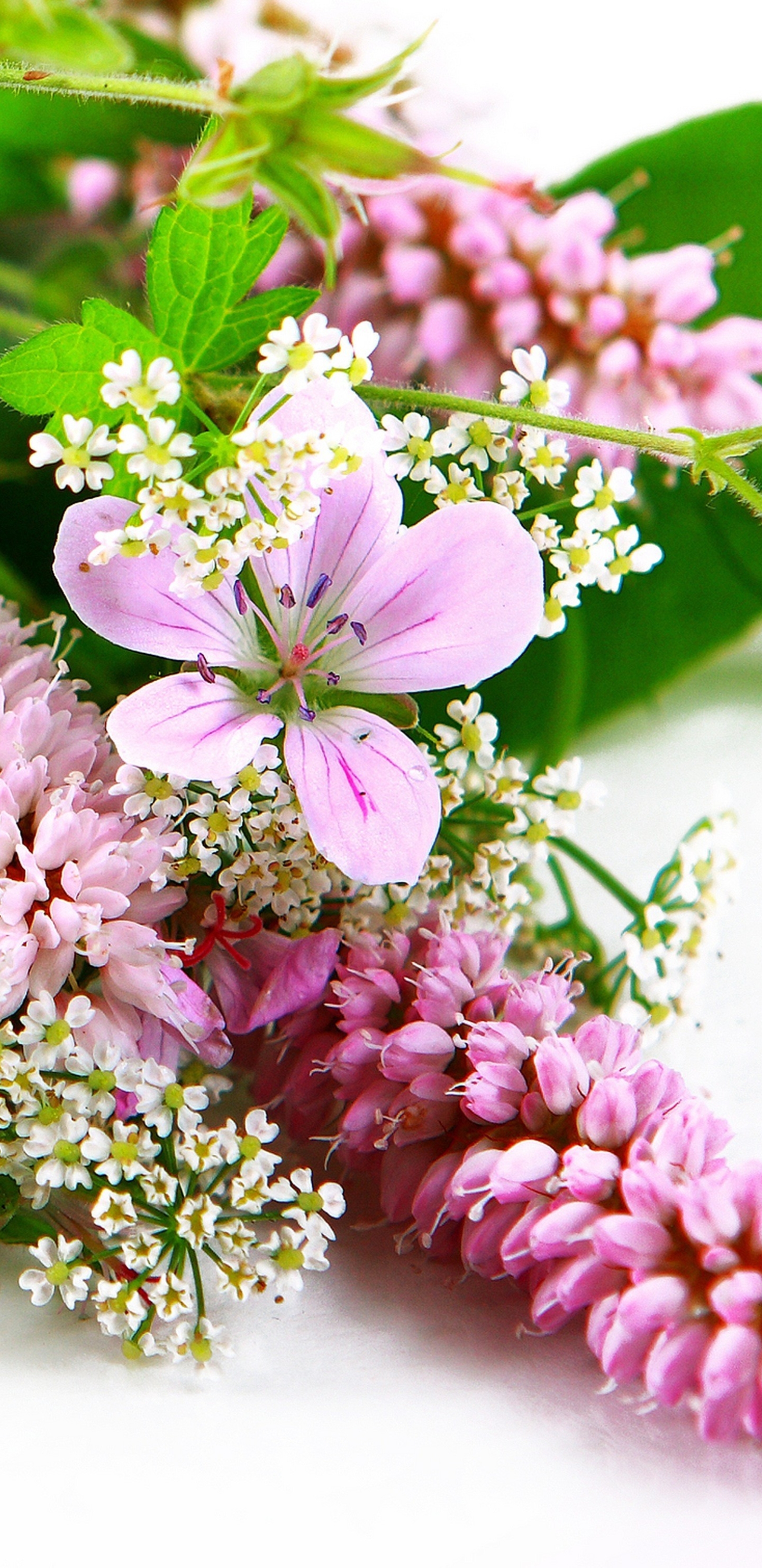 Handy-Wallpaper Blumen, Gerbera, Blume, Erde, Frühling, Weiße Blume, Erde/natur, Pinke Blume kostenlos herunterladen.