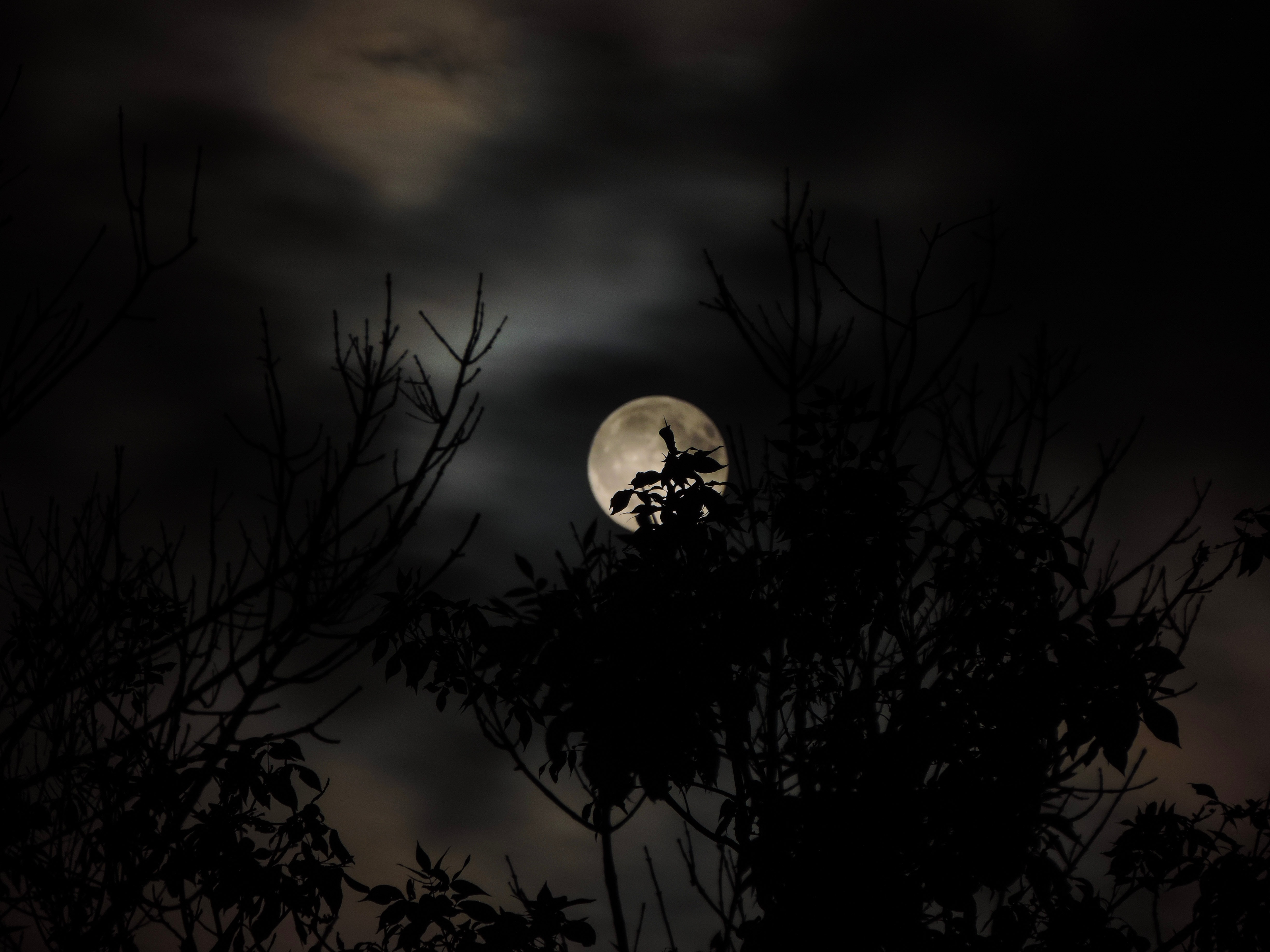 HD wallpaper moon, dark, sky, branch