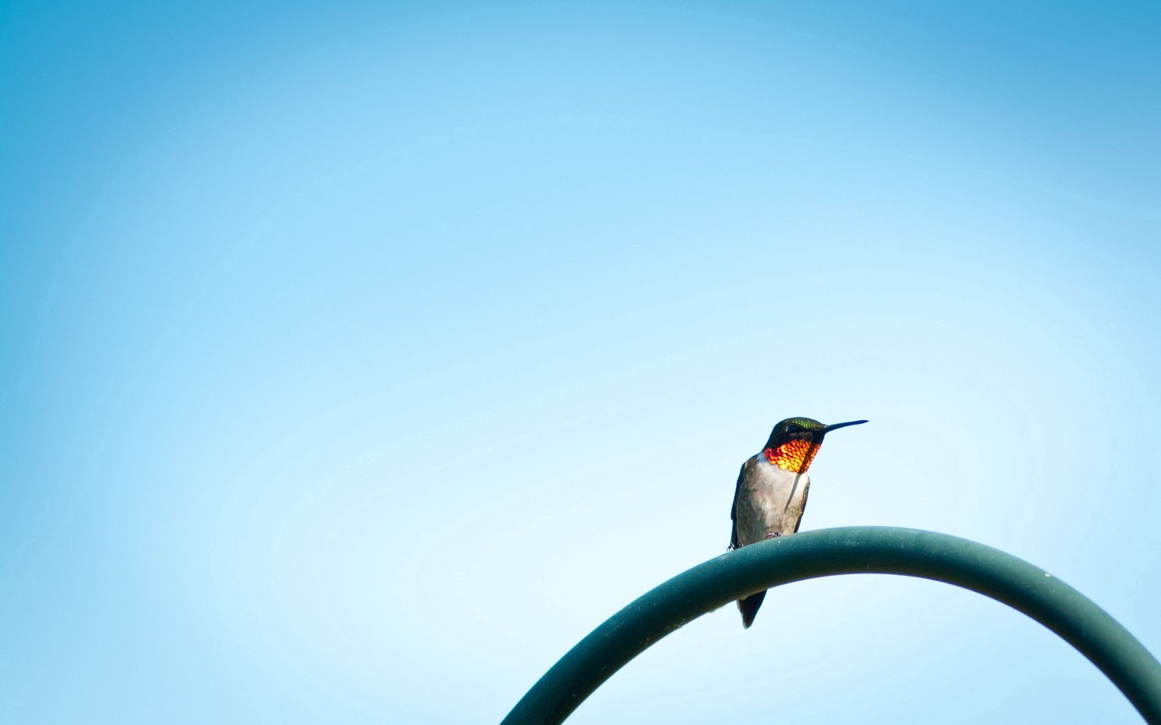Free download wallpaper Bird, Sit, Color, Sky, Minimalism on your PC desktop