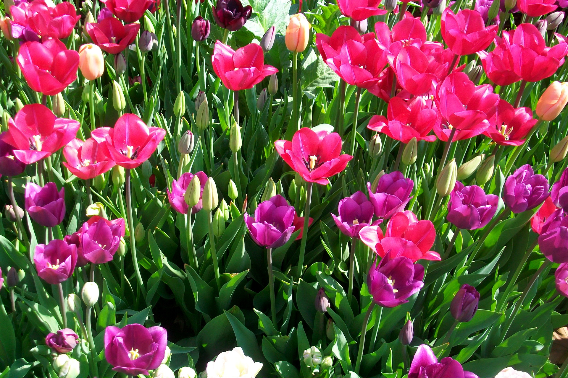 Скачати мобільні шпалери Квітка, Земля, Тюльпан, Флауерзи безкоштовно.