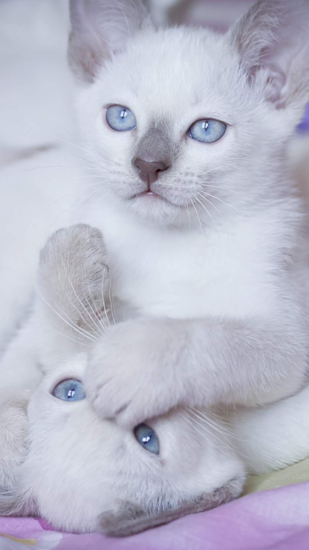 Download mobile wallpaper Cats, Cat, Animal for free.