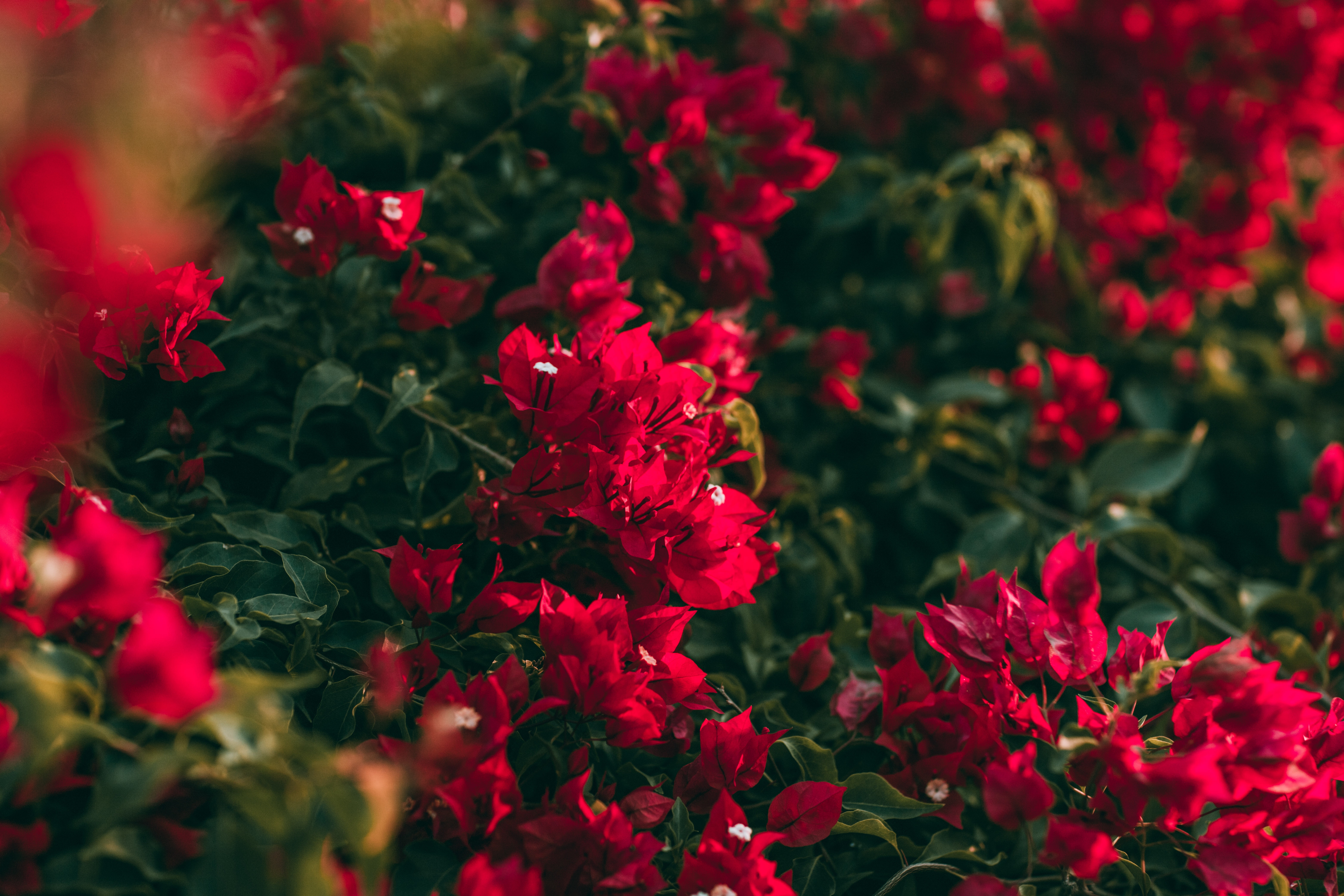 129436 descargar fondo de pantalla flores, rosa, flor, rosado, saturado, geranio, floraciones: protectores de pantalla e imágenes gratis