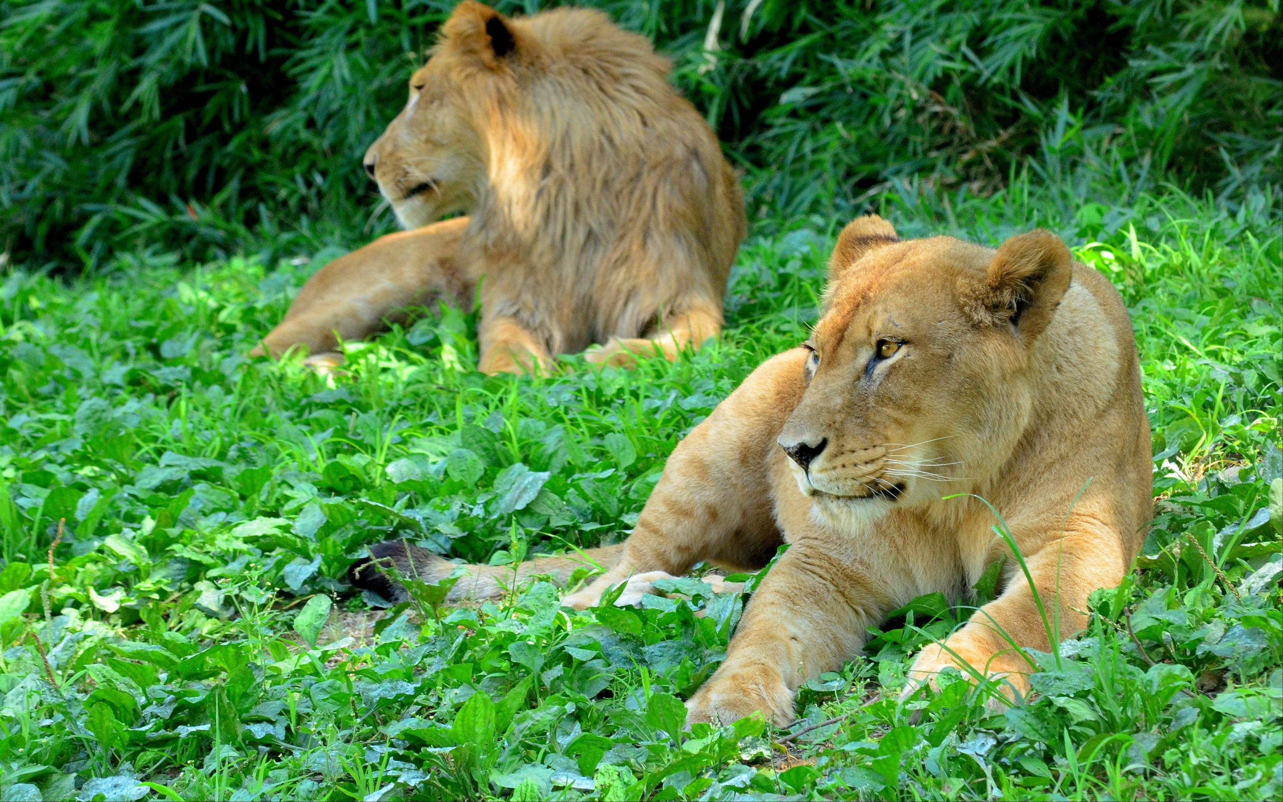 Téléchargez gratuitement l'image Animaux, Chats, Lion sur le bureau de votre PC