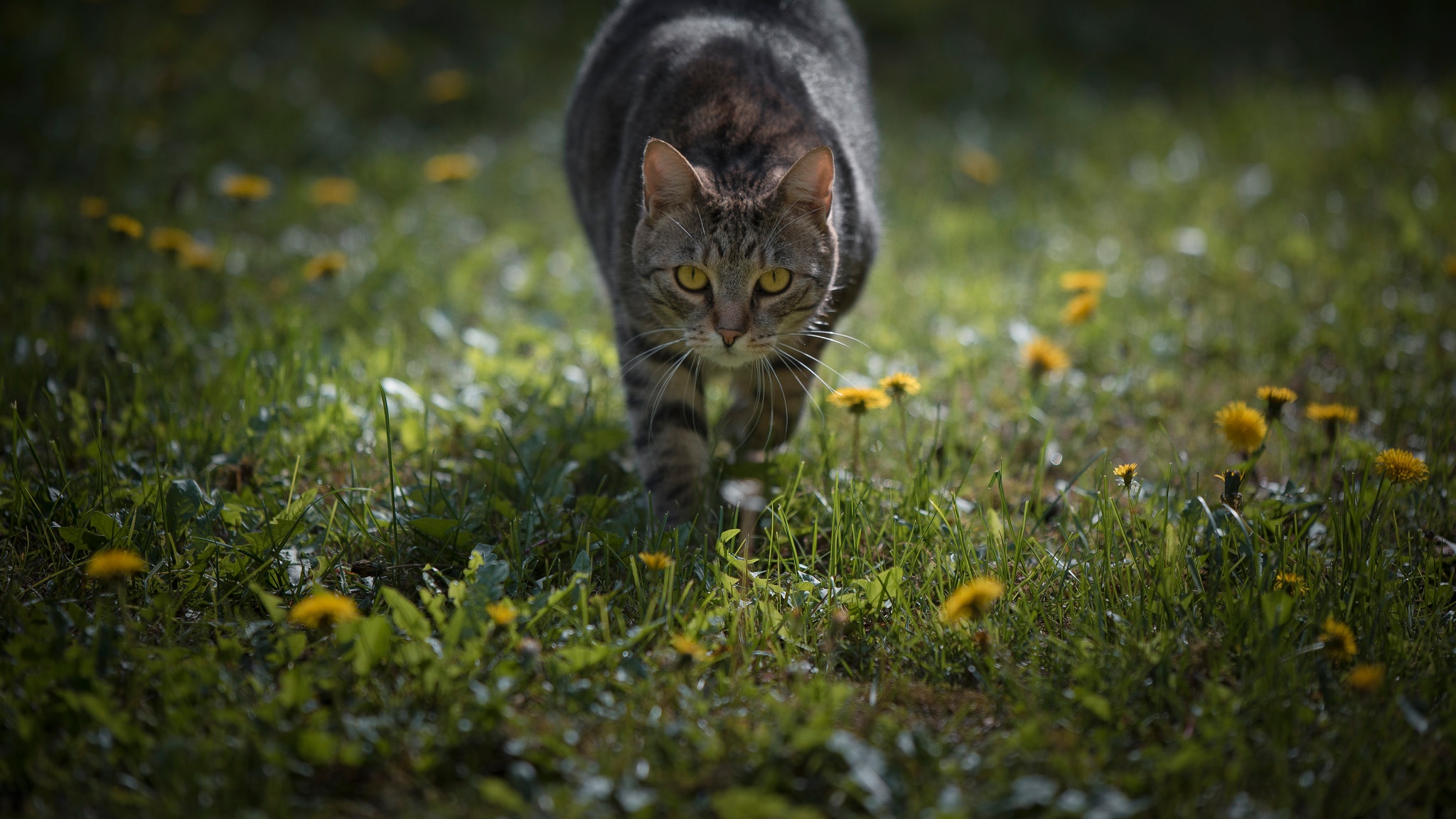 Handy-Wallpaper Tiere, Katzen, Katze, Gras, Starren kostenlos herunterladen.