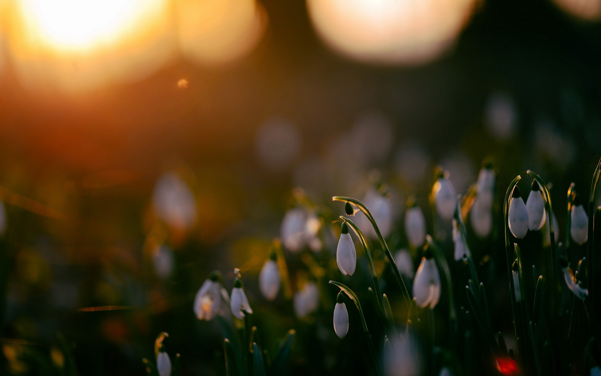 Descarga gratis la imagen Flores, Flor, Tierra/naturaleza en el escritorio de tu PC