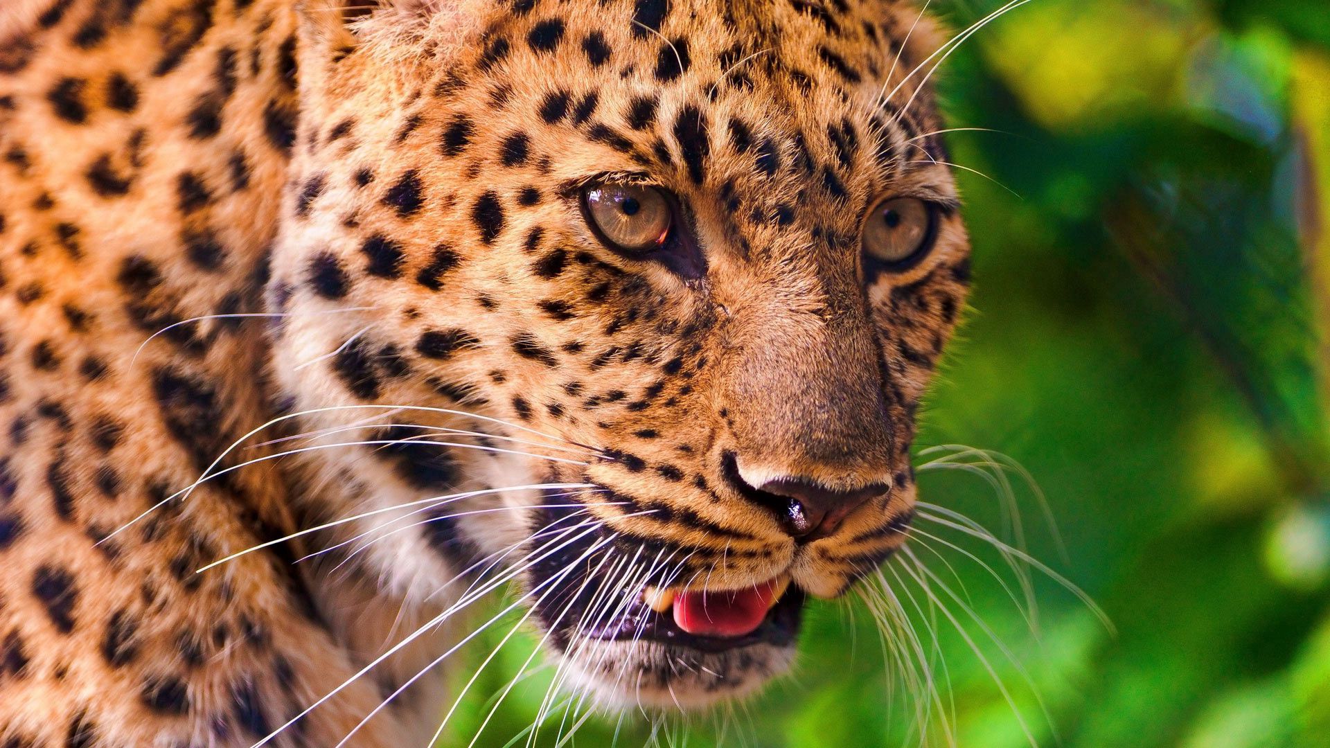103850 завантажити картинку тварини, леопард, морда, вуса, вус, ніс, мова, язик - шпалери і заставки безкоштовно