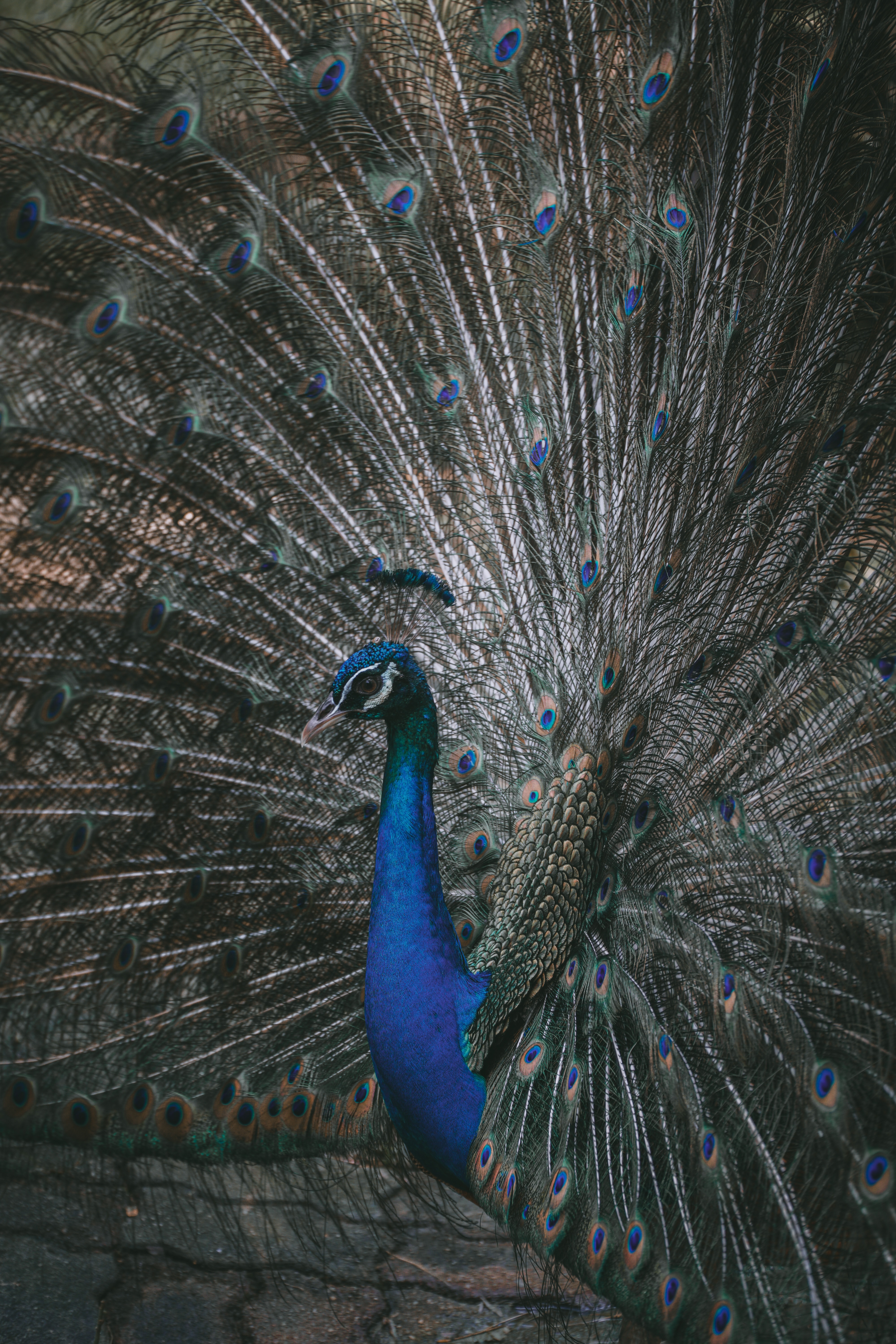 peacock, animals, feather, bird, tail cellphone