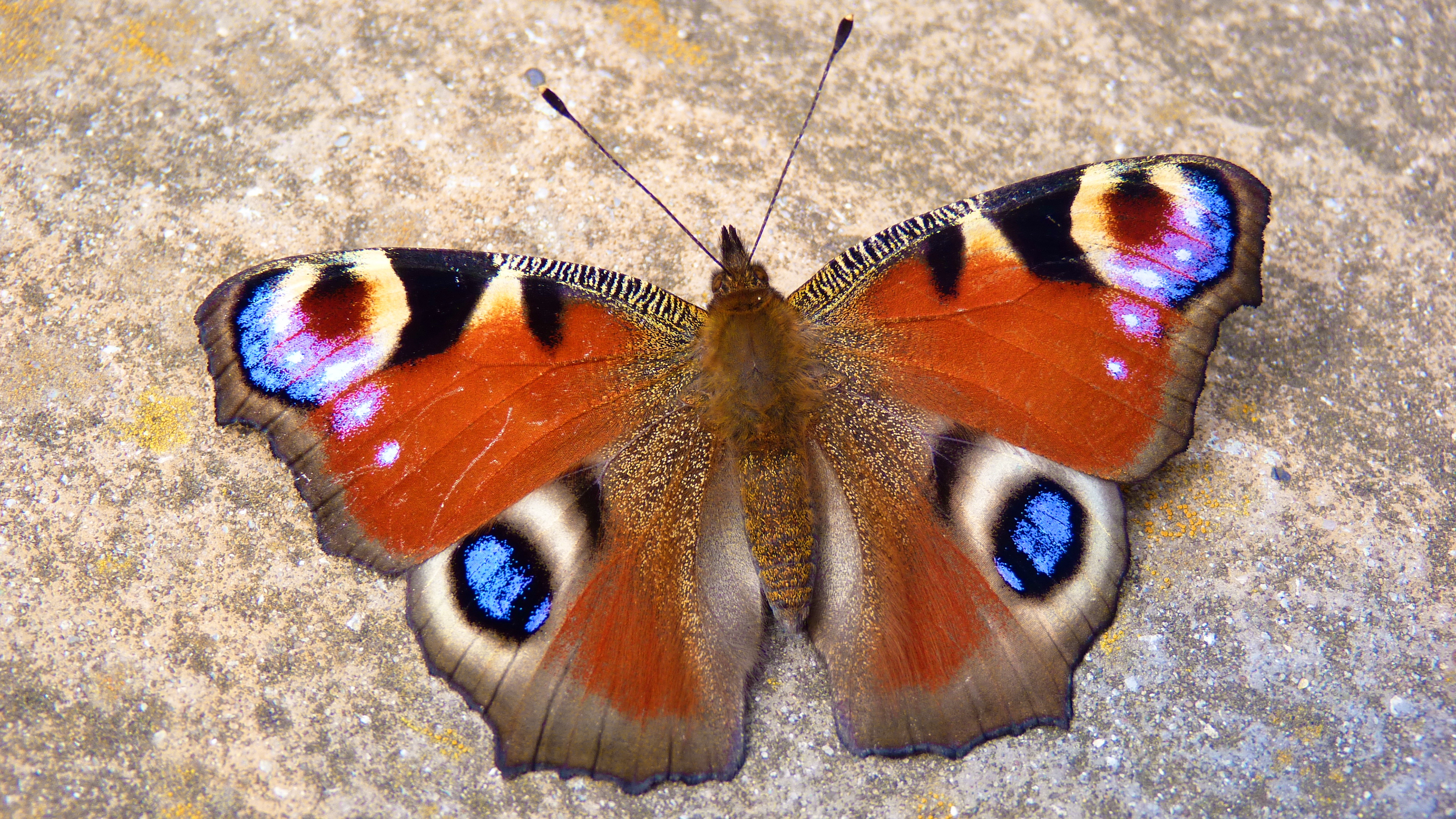 894416 Bildschirmschoner und Hintergrundbilder Schmetterlinge auf Ihrem Telefon. Laden Sie  Bilder kostenlos herunter