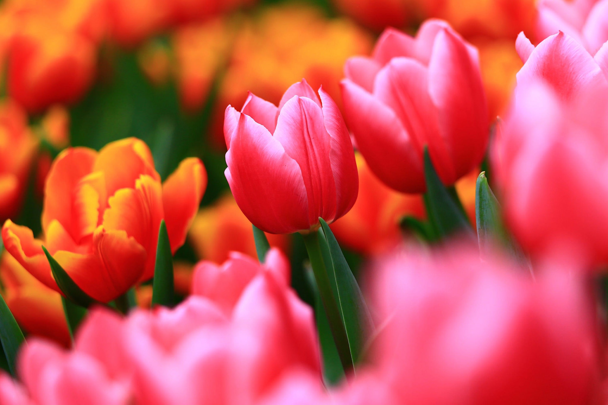 Free download wallpaper Nature, Flowers, Flower, Earth, Tulip, Pink Flower, Orange Flower on your PC desktop