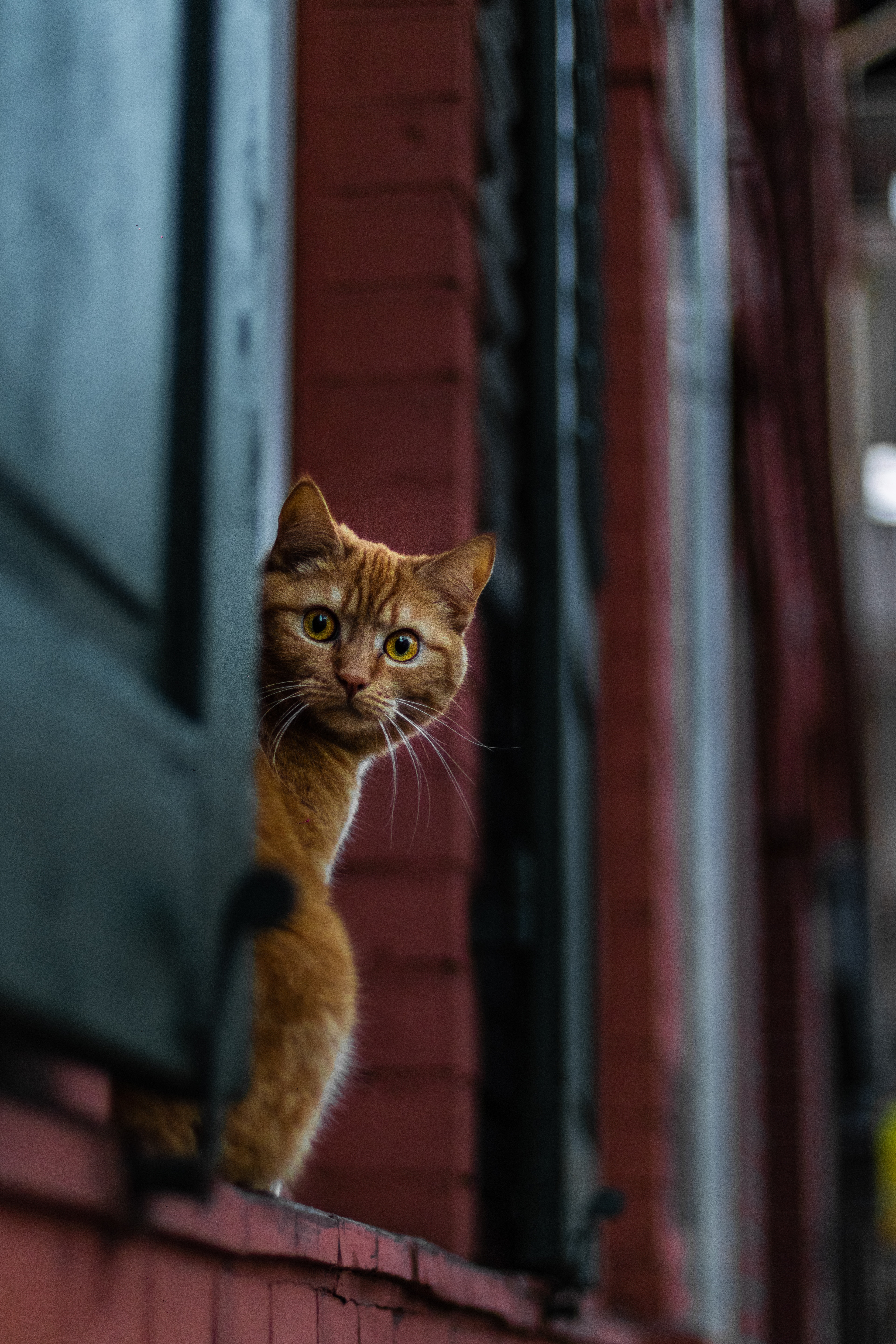 cat, look out, opinion, sight, animals, surprise, astonishment, peek out HD wallpaper