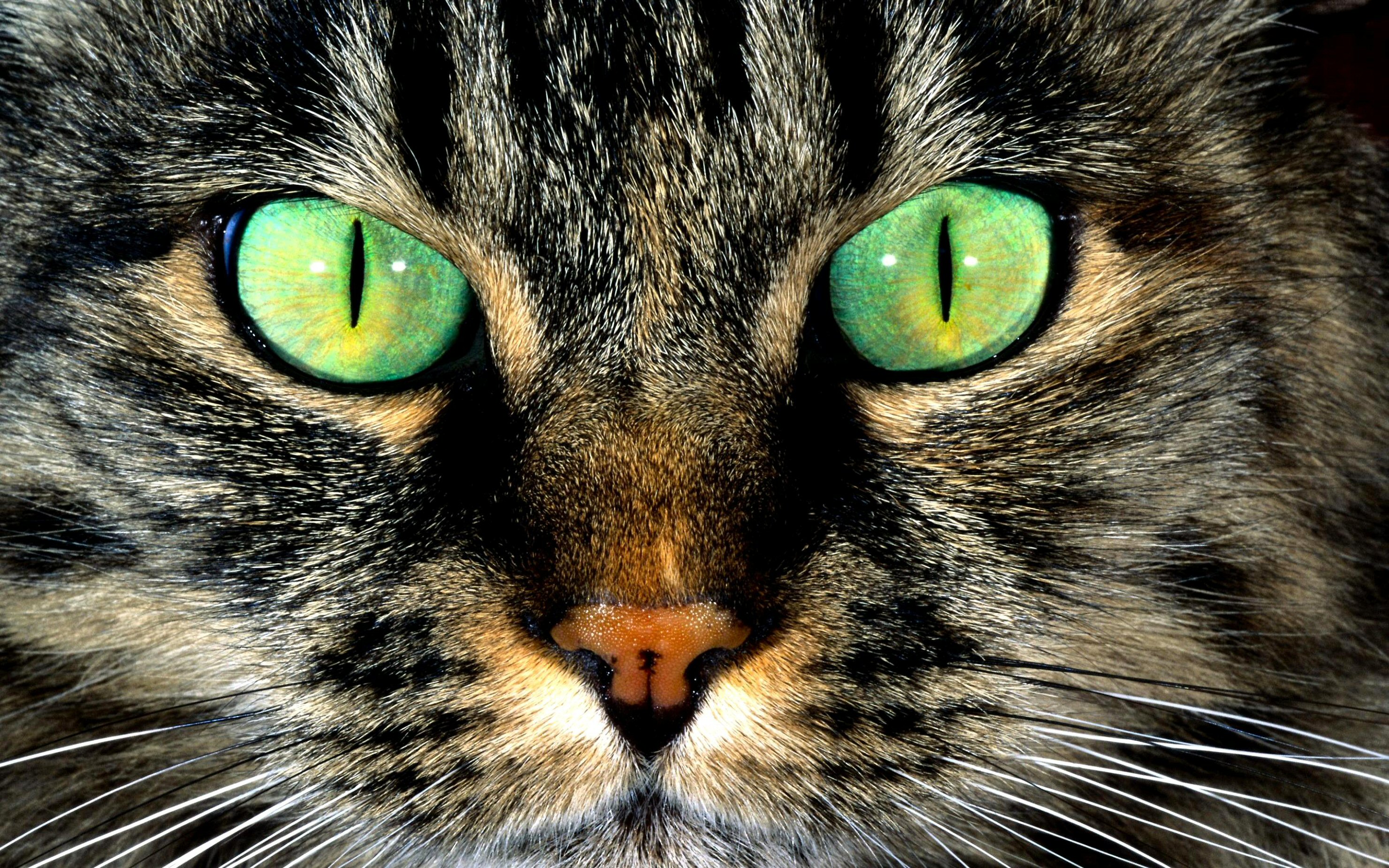 277876画像をダウンロード大きい, 猫, 動物, ネコ, 目, 緑-壁紙とスクリーンセーバーを無料で