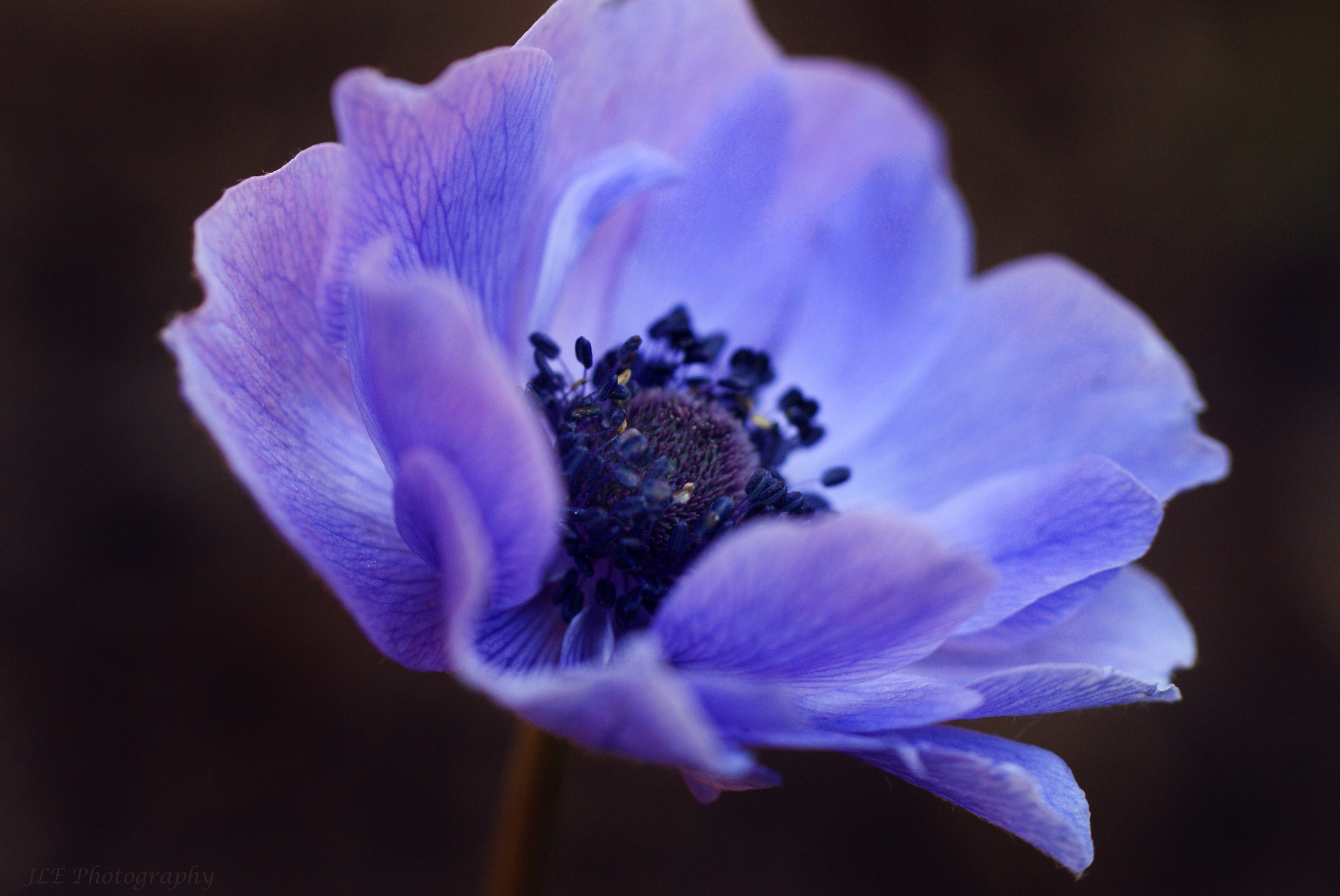Free download wallpaper Nature, Flowers, Flower, Close Up, Earth, Anemone, Purple Flower on your PC desktop