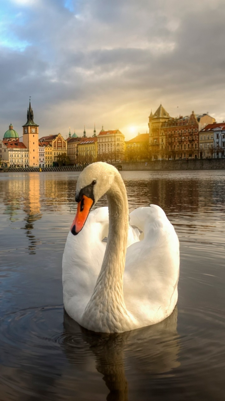 Download mobile wallpaper Birds, Sunset, Animal, Swan, Prague for free.