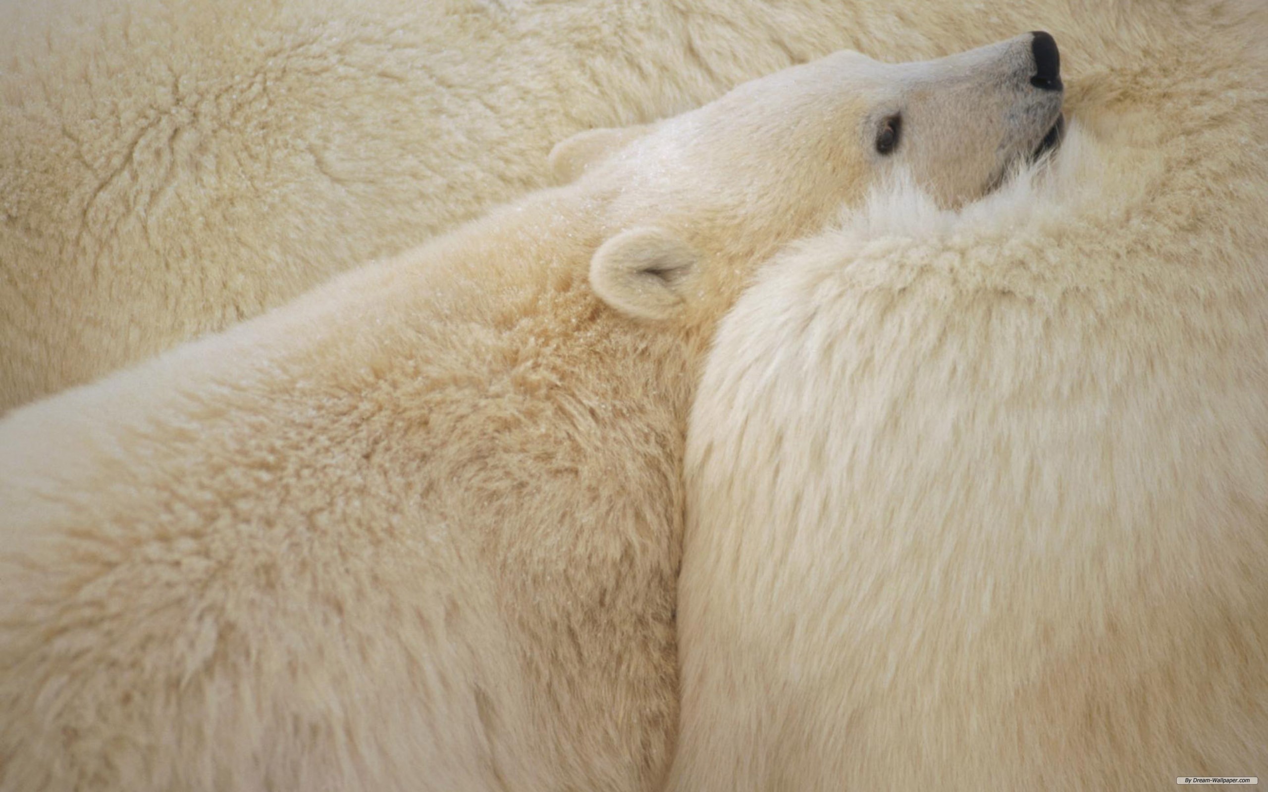 animal, polar bear, bears Full HD