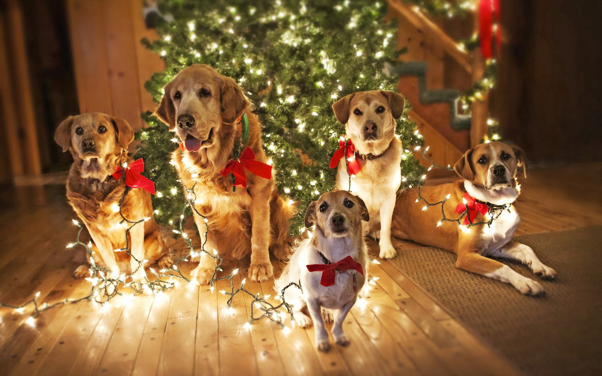 Handy-Wallpaper Fir, Tiere, Urlaub, Weihnachtsbaum, Hunde kostenlos herunterladen.
