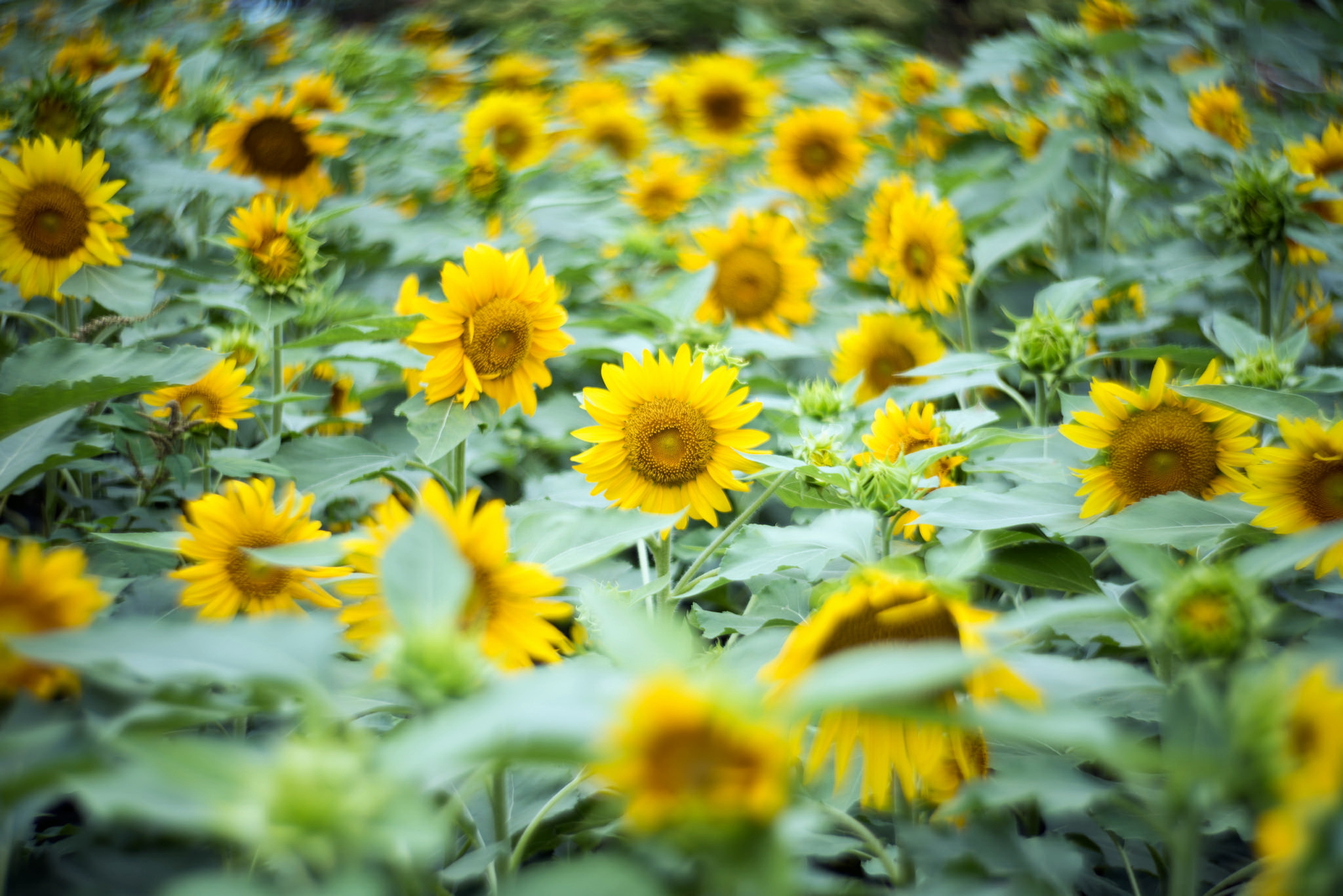 Laden Sie das Natur, Blumen, Blume, Sonnenblume, Gelbe Blume, Erde/natur-Bild kostenlos auf Ihren PC-Desktop herunter