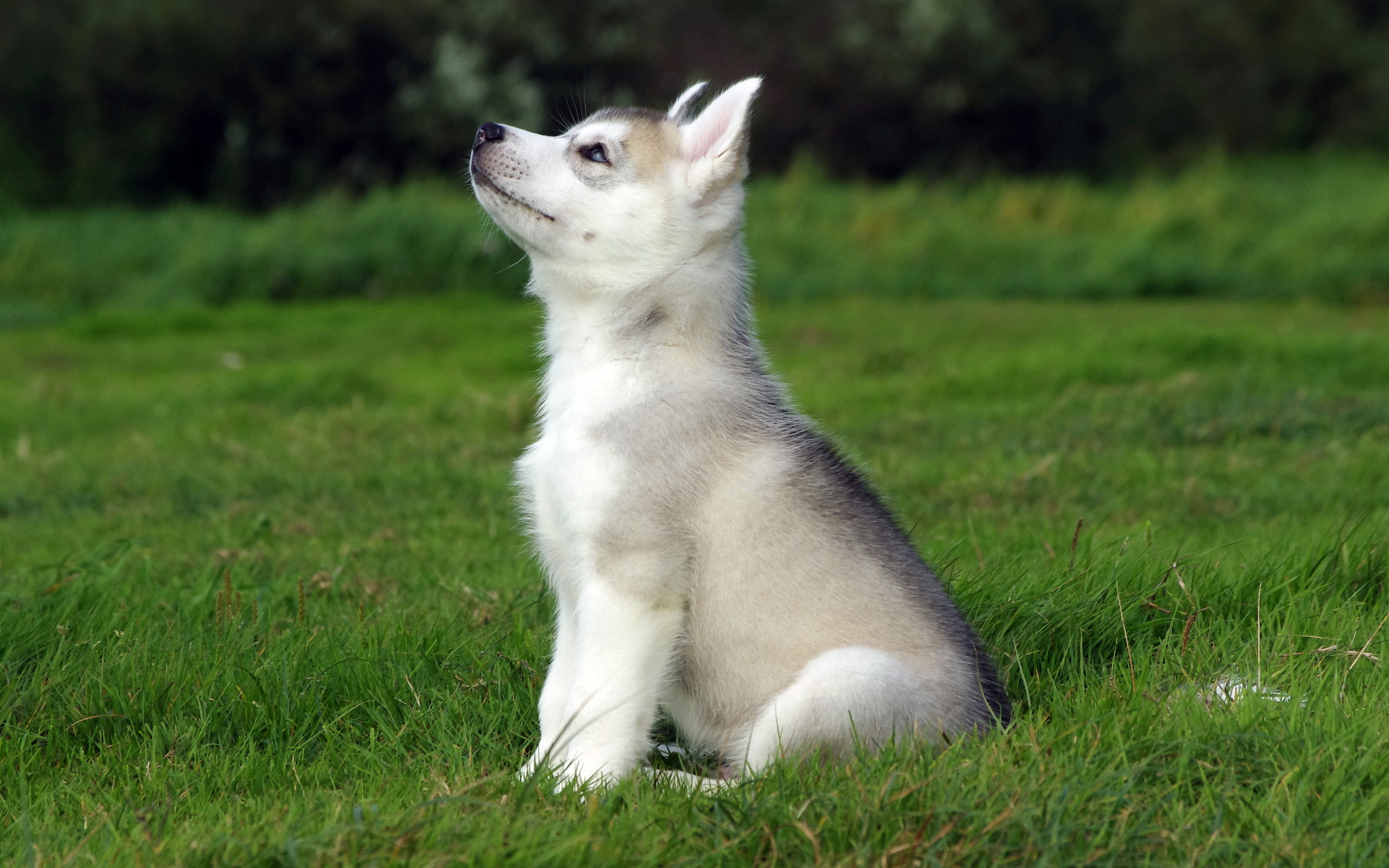 Laden Sie das Tiere, Hunde, Schlittenhund-Bild kostenlos auf Ihren PC-Desktop herunter