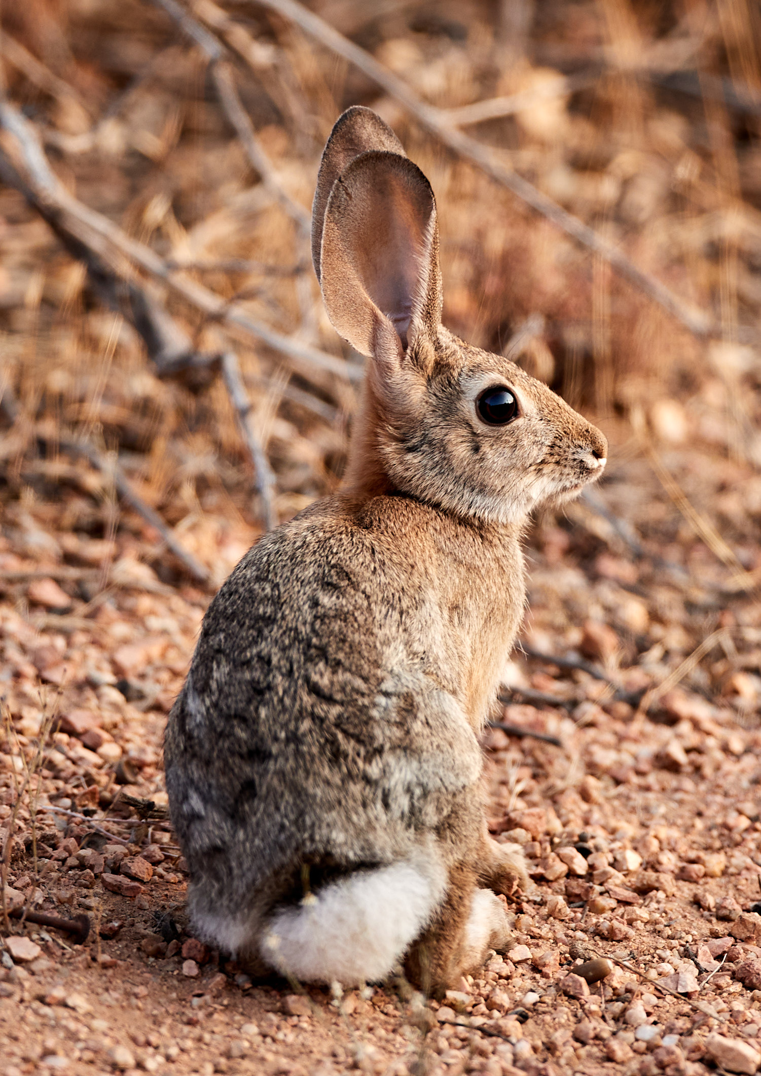hare, animals, animal, nice, sweetheart, ears, rabbit HD wallpaper