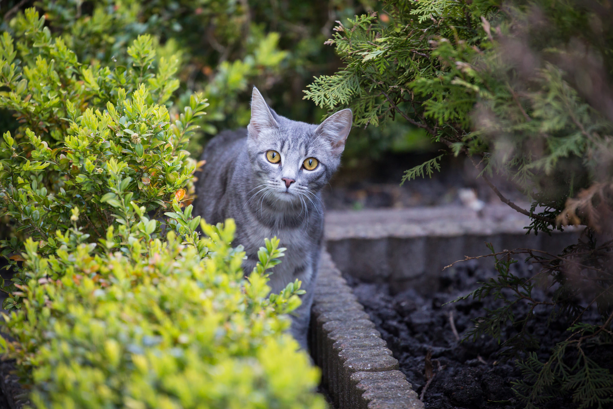 Handy-Wallpaper Tiere, Katzen, Katze kostenlos herunterladen.