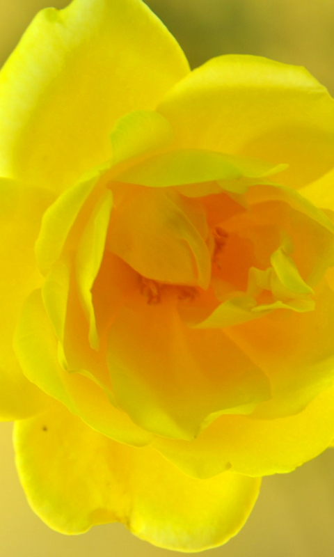 Download mobile wallpaper Flowers, Flower, Rose, Earth, Yellow Rose, Yellow Flower for free.
