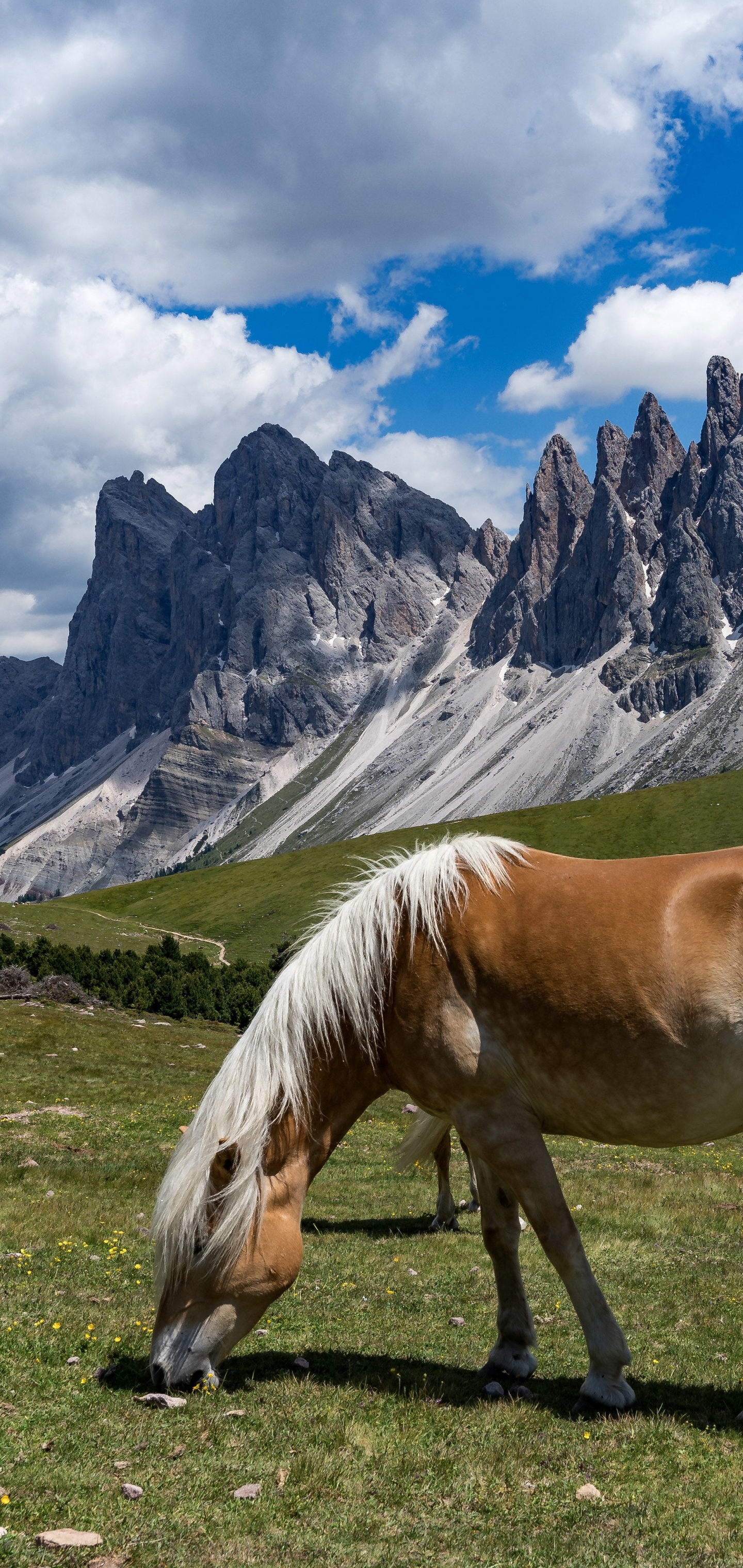 無料モバイル壁紙動物, 馬, 山, クラウドをダウンロードします。