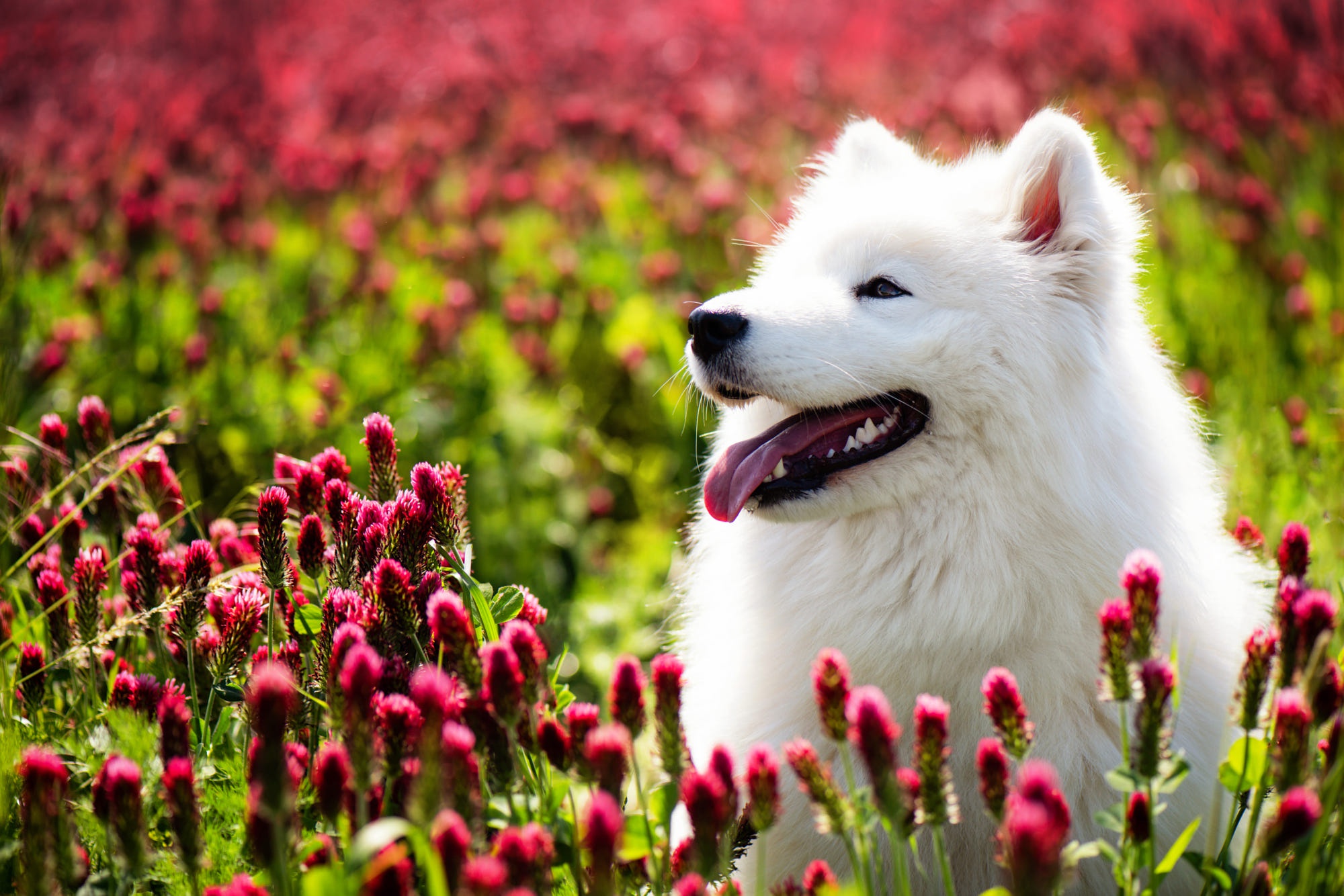 Download mobile wallpaper Dogs, Animal, Samoyed for free.