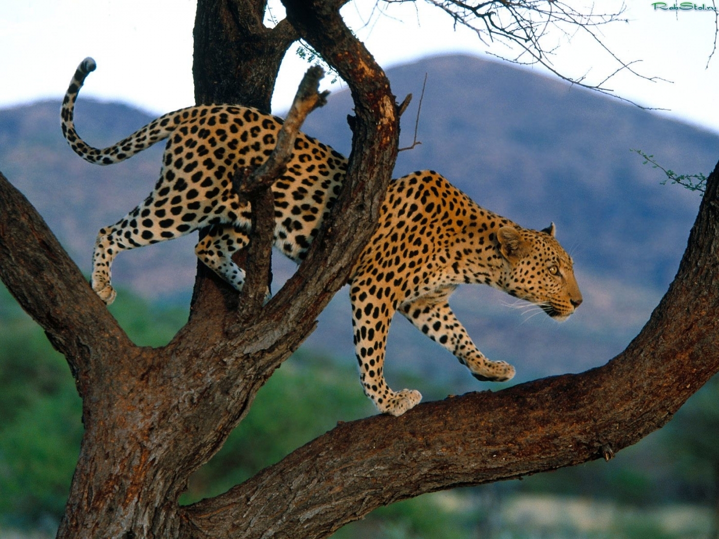 Windows Backgrounds animals, leopards