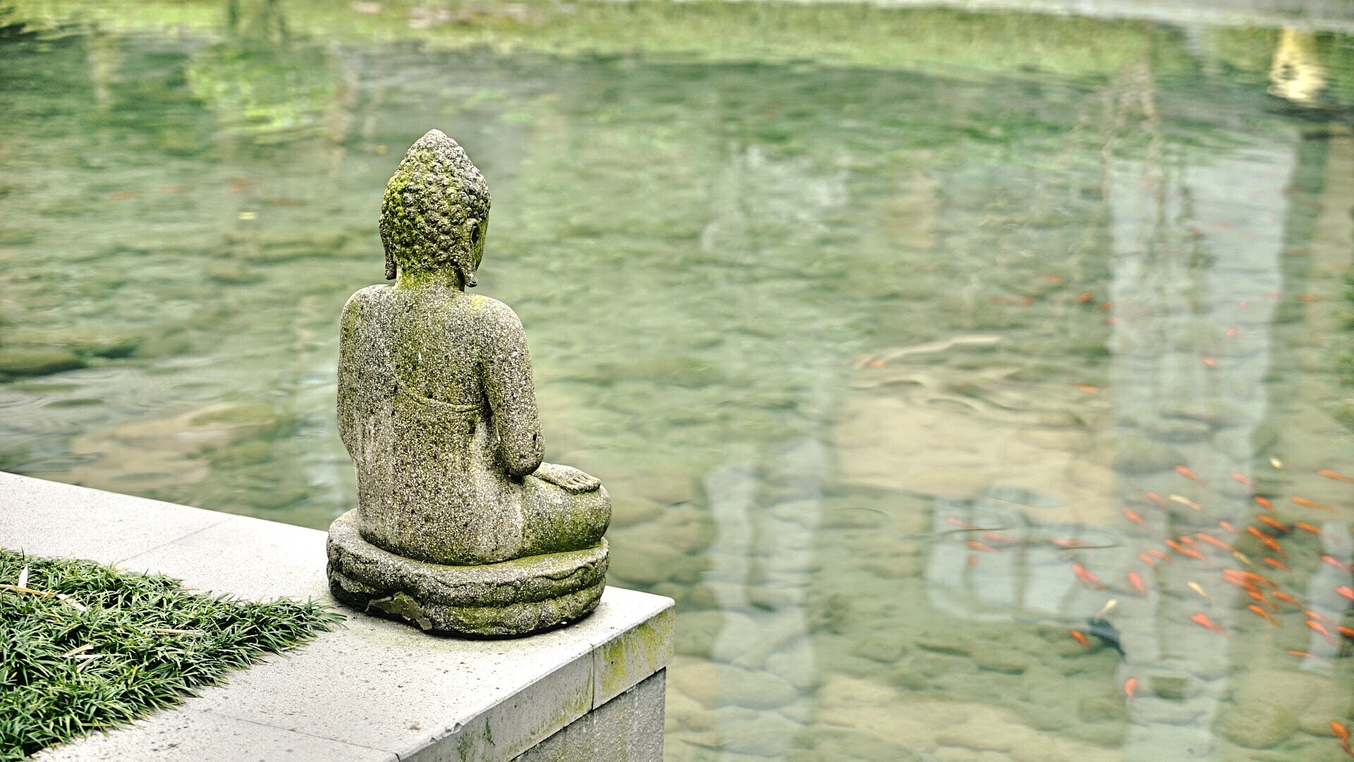 buddha, religious, fish, pond, religion, sculpture, statue, water