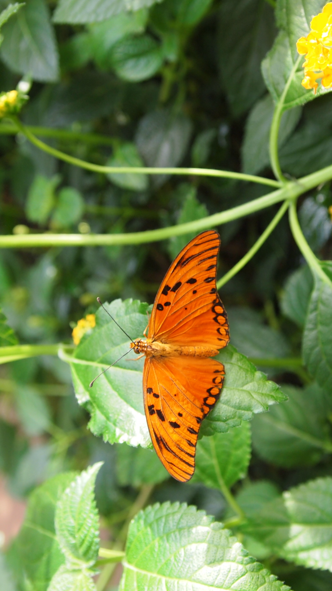 Download mobile wallpaper Butterfly, Animal for free.