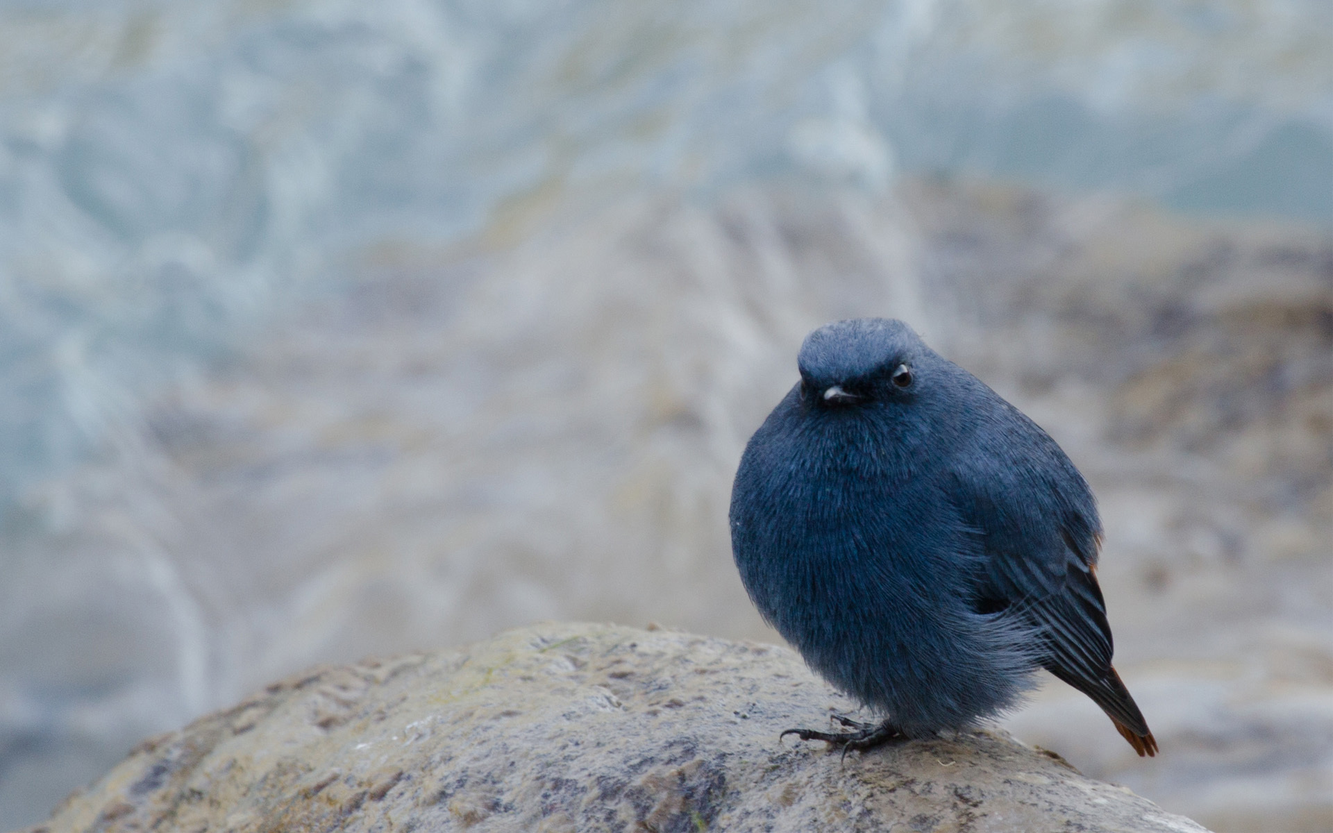 無料モバイル壁紙動物, 鳥をダウンロードします。